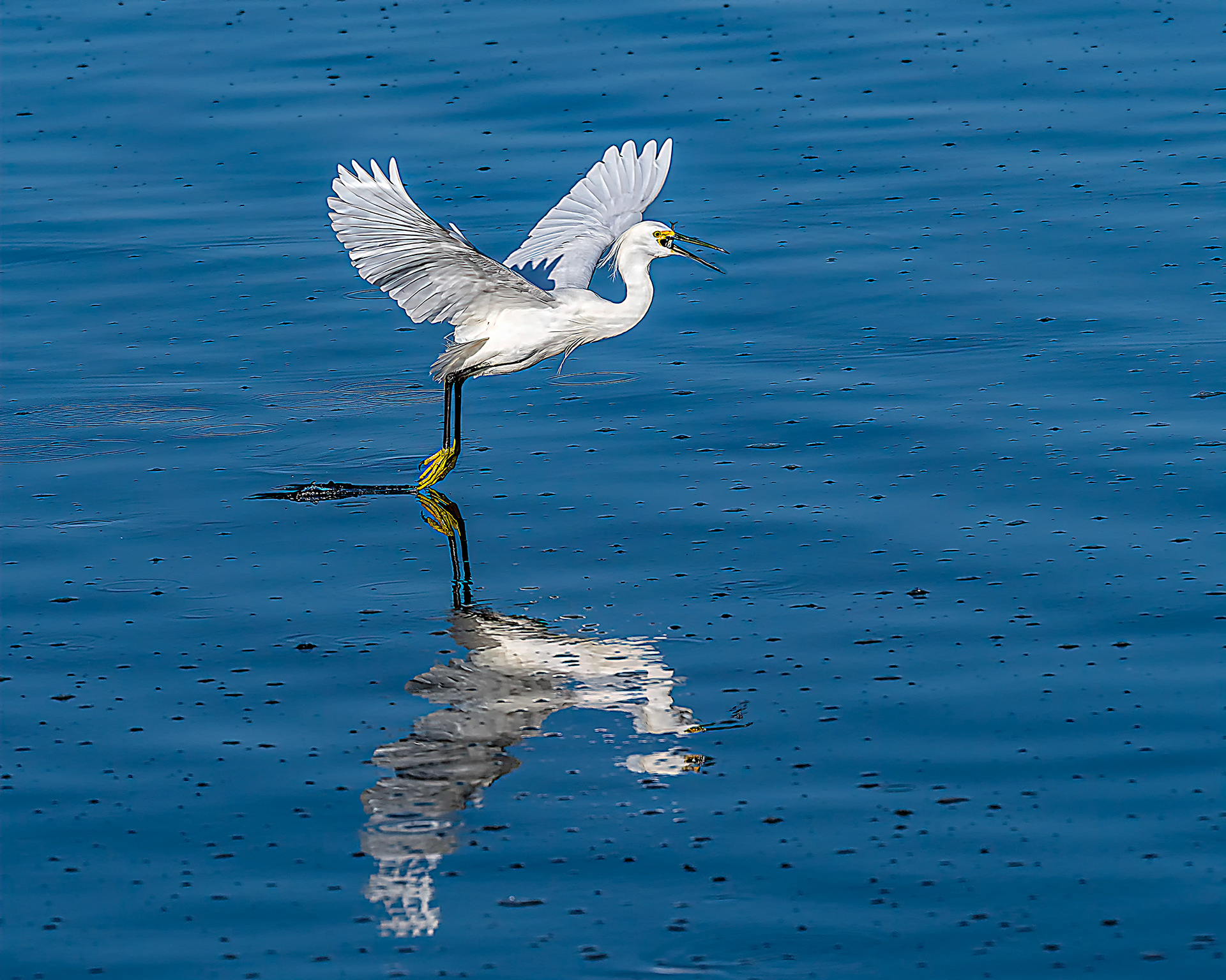 Snowy Egret