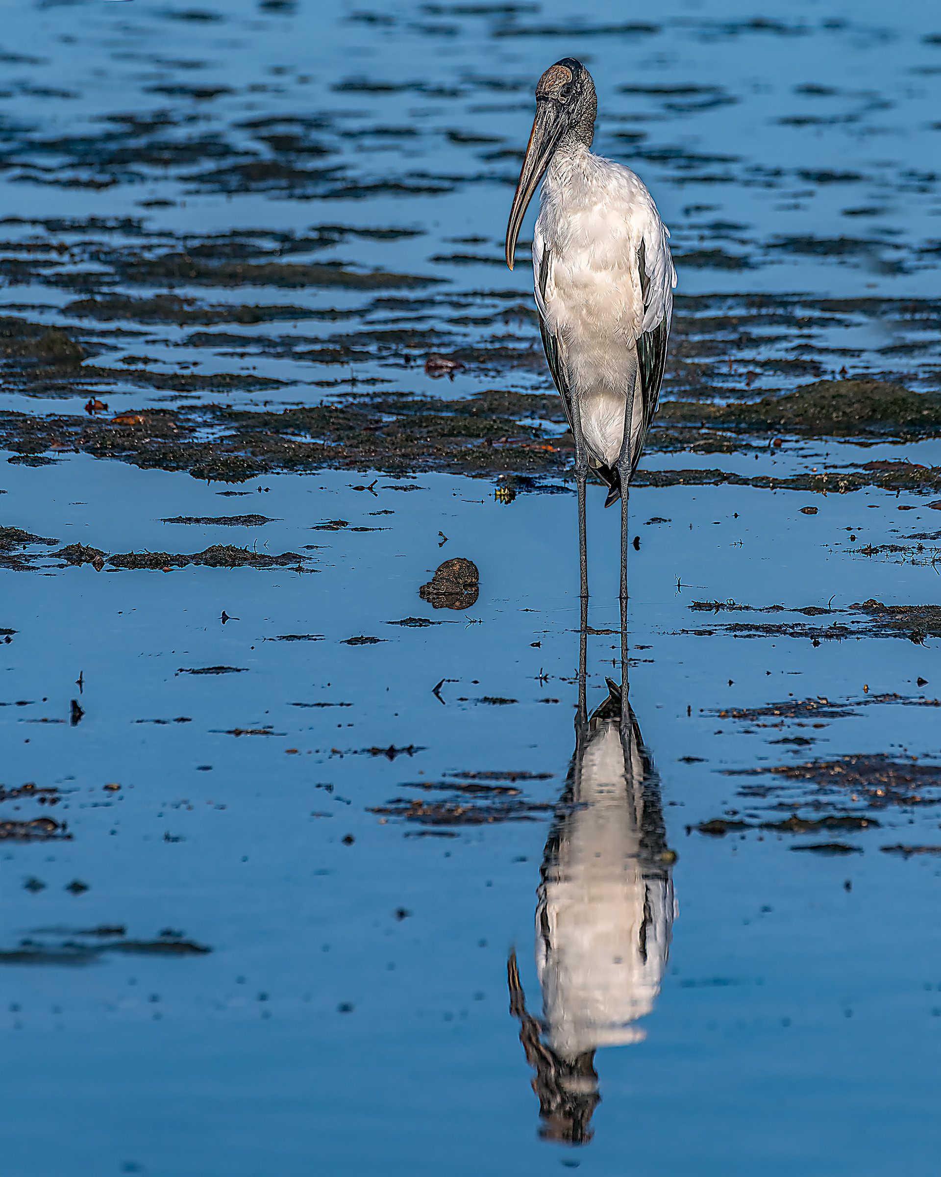 Wood Stork