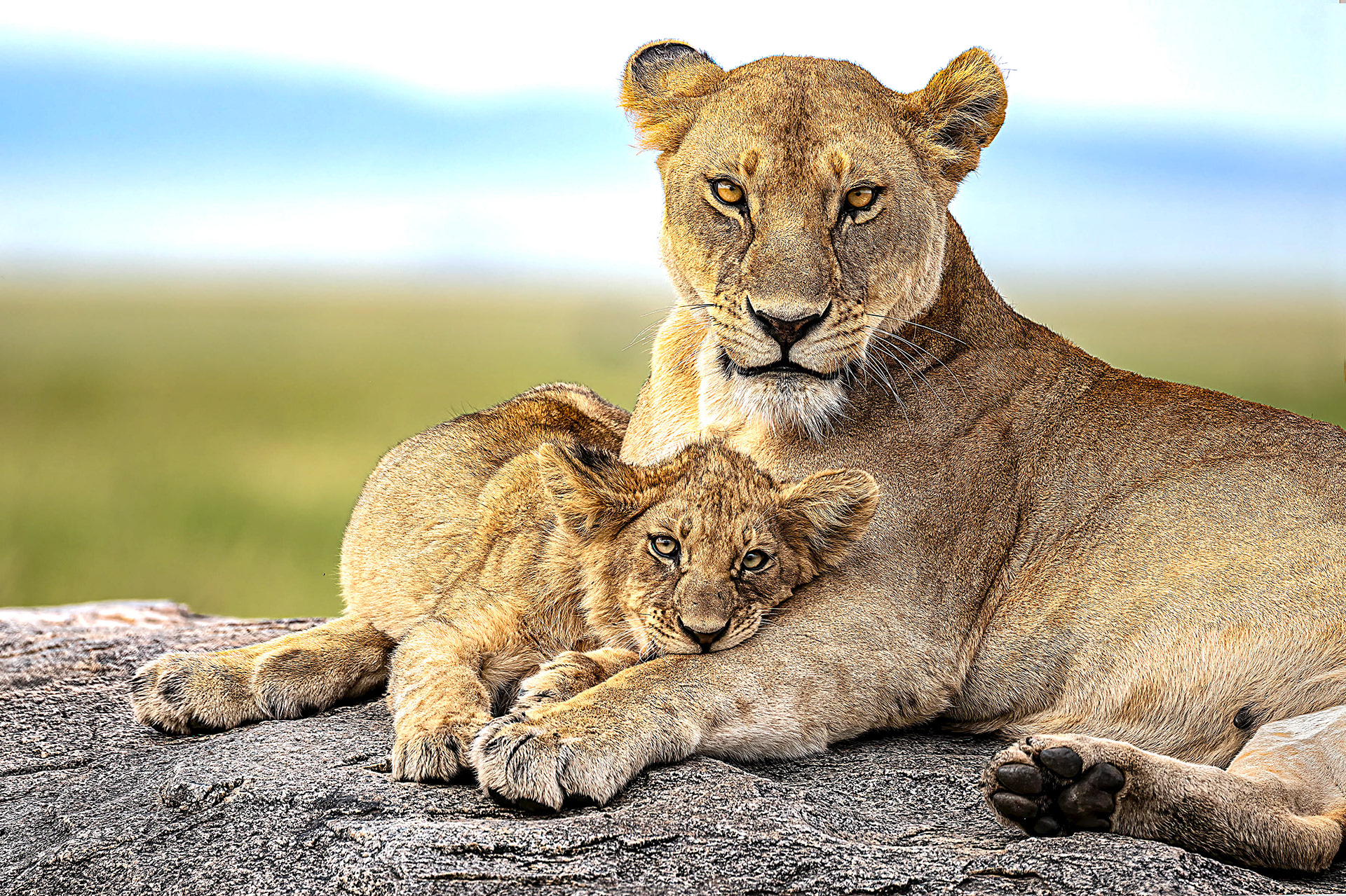 Mother Lion and Cub