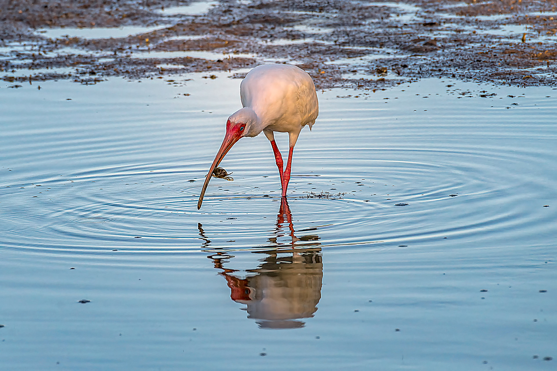 White Ibis