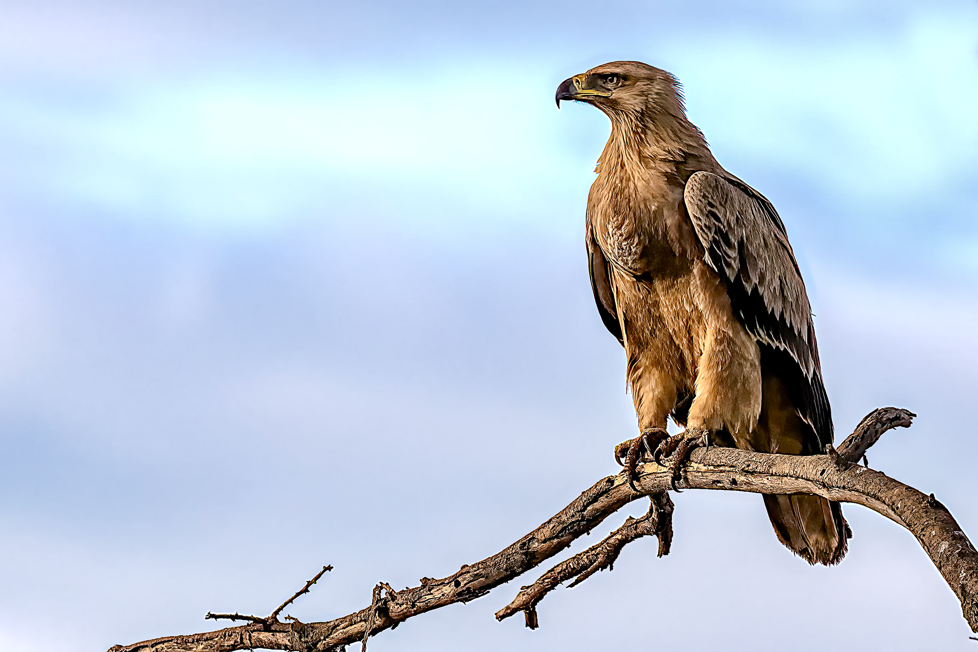 Tawny Eagle