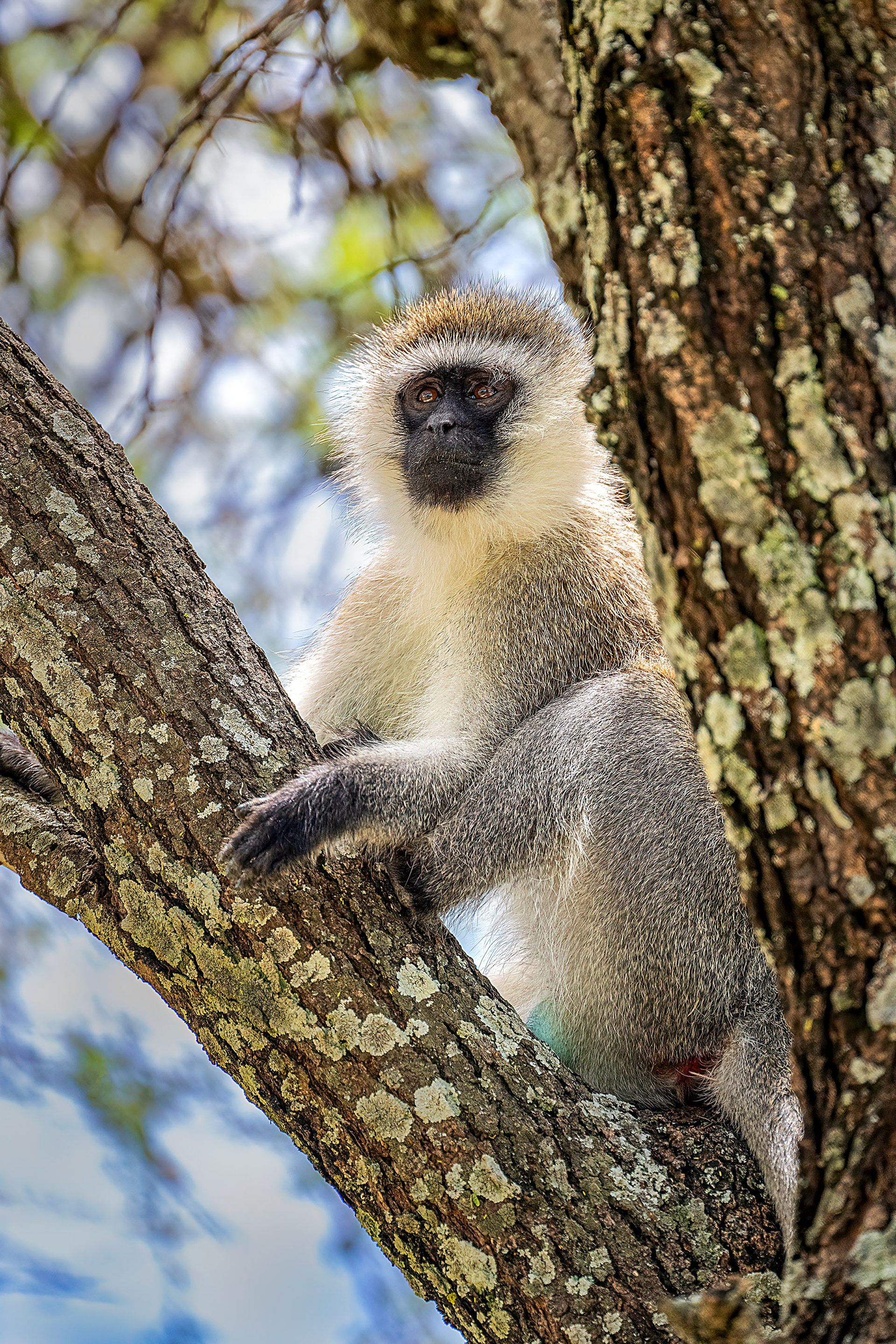 Black Faced Vervet