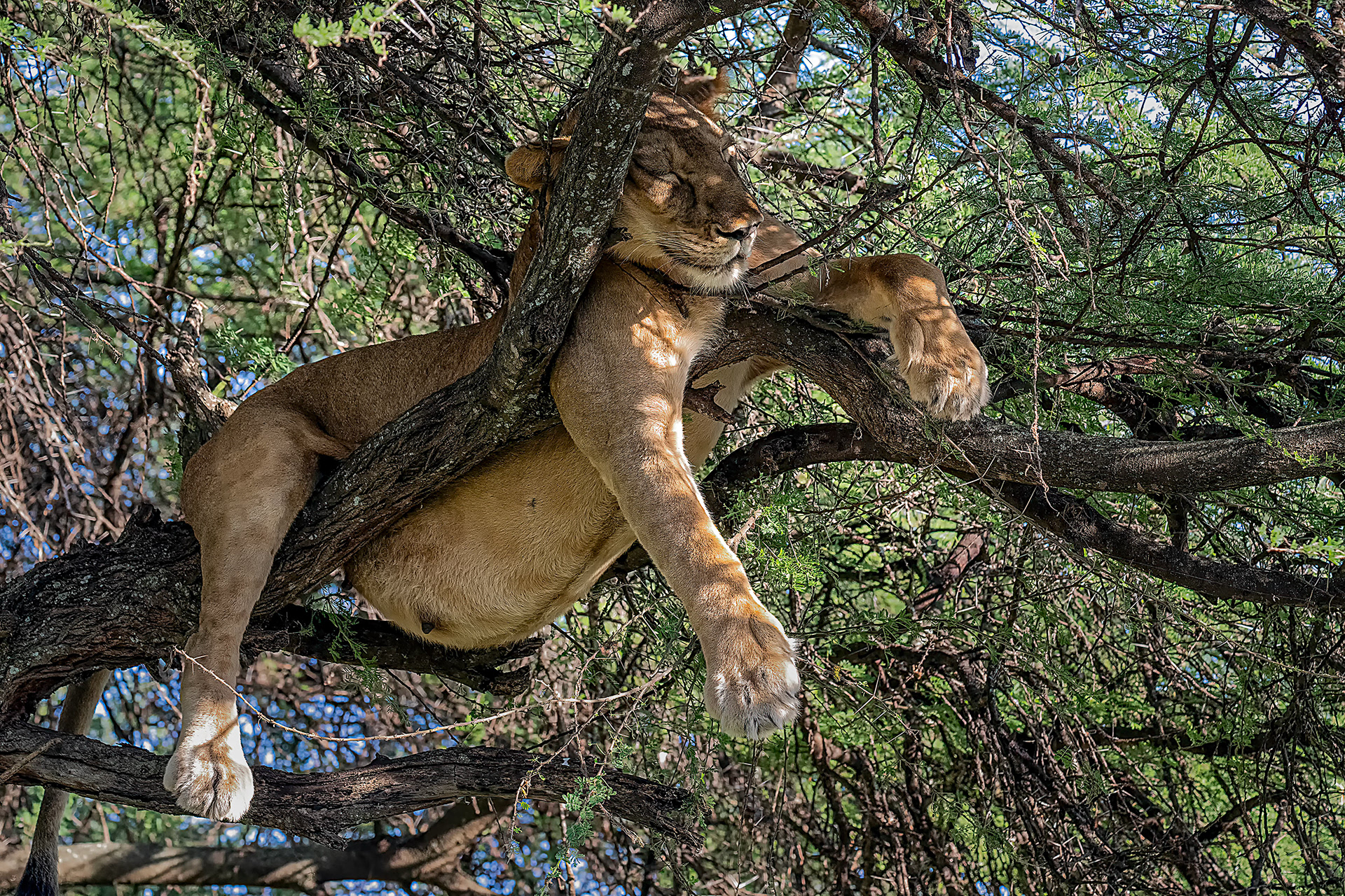 Pregnant Lioness Resting in an Acasha Tree