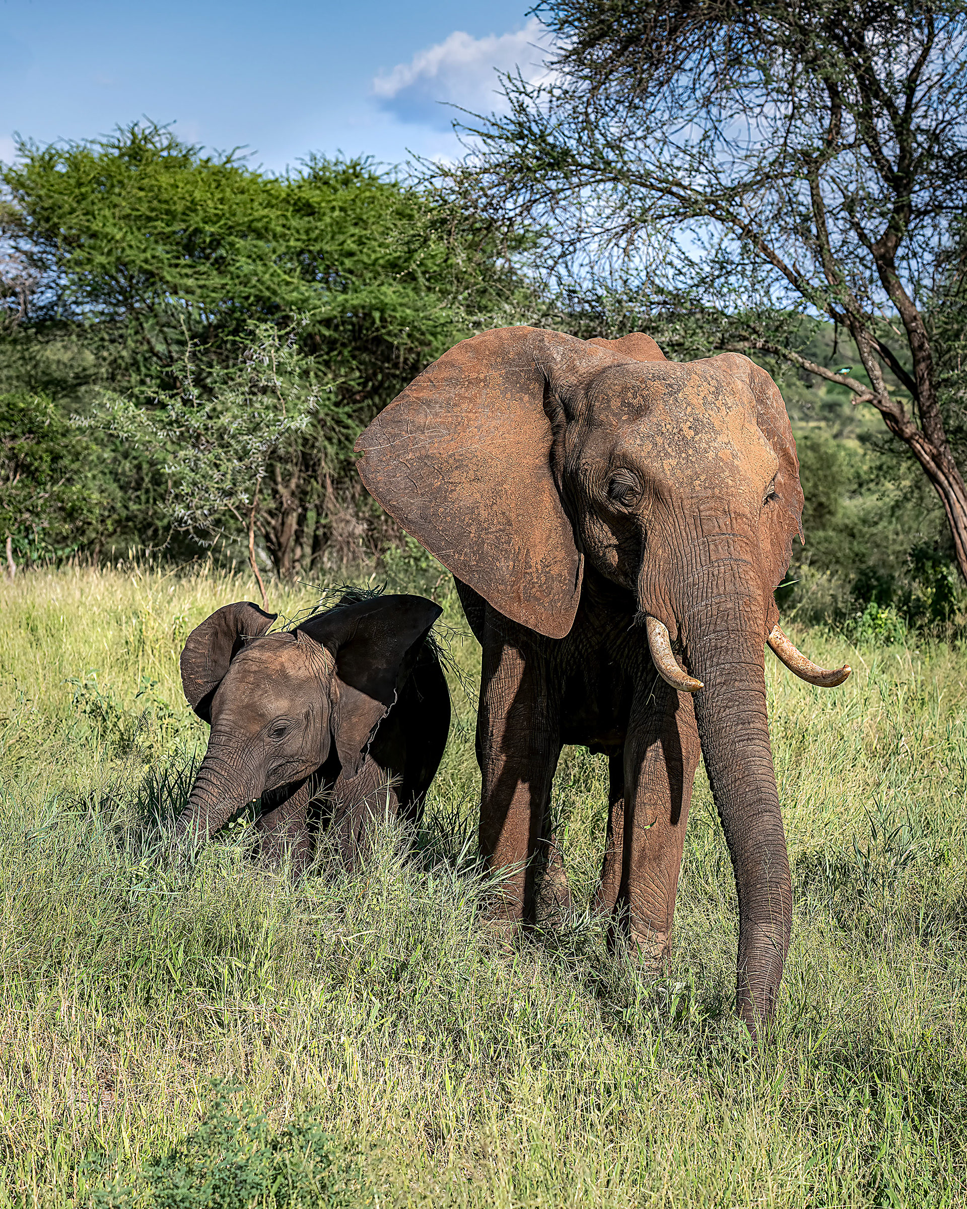 Mom and Baby Elephant