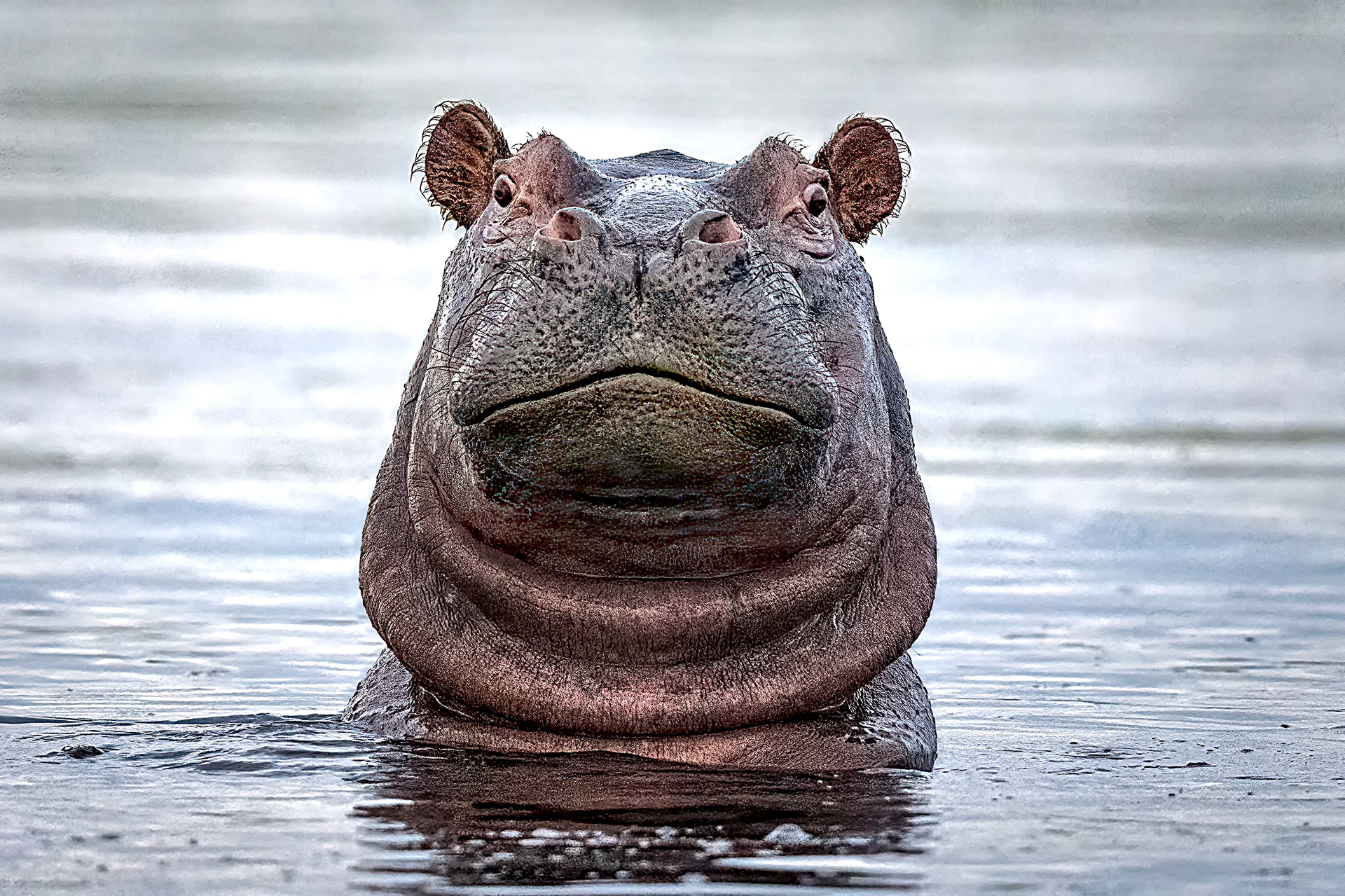 A Hippo "Spying"