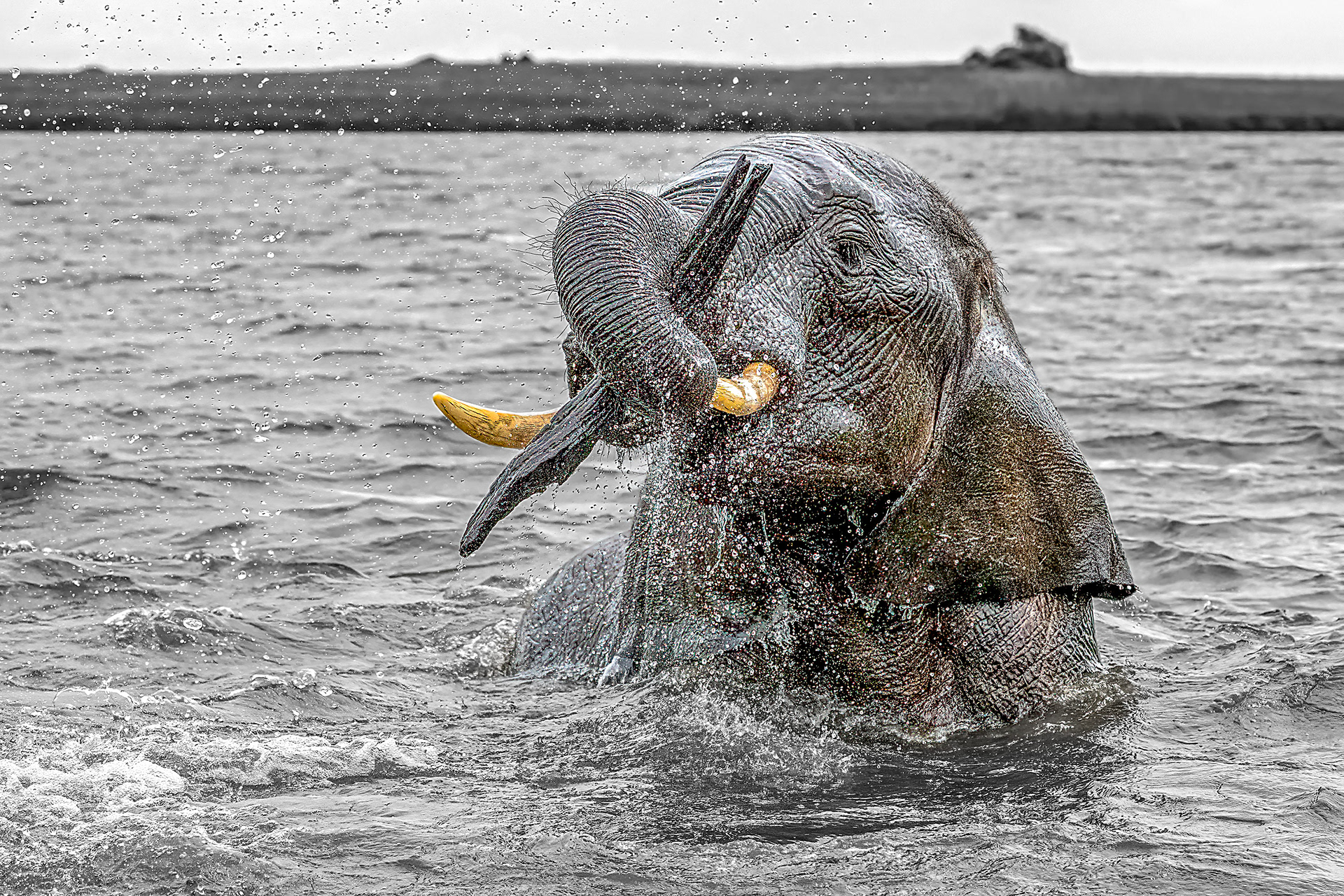 A Young Bull Elephant Challenges us With a Stick