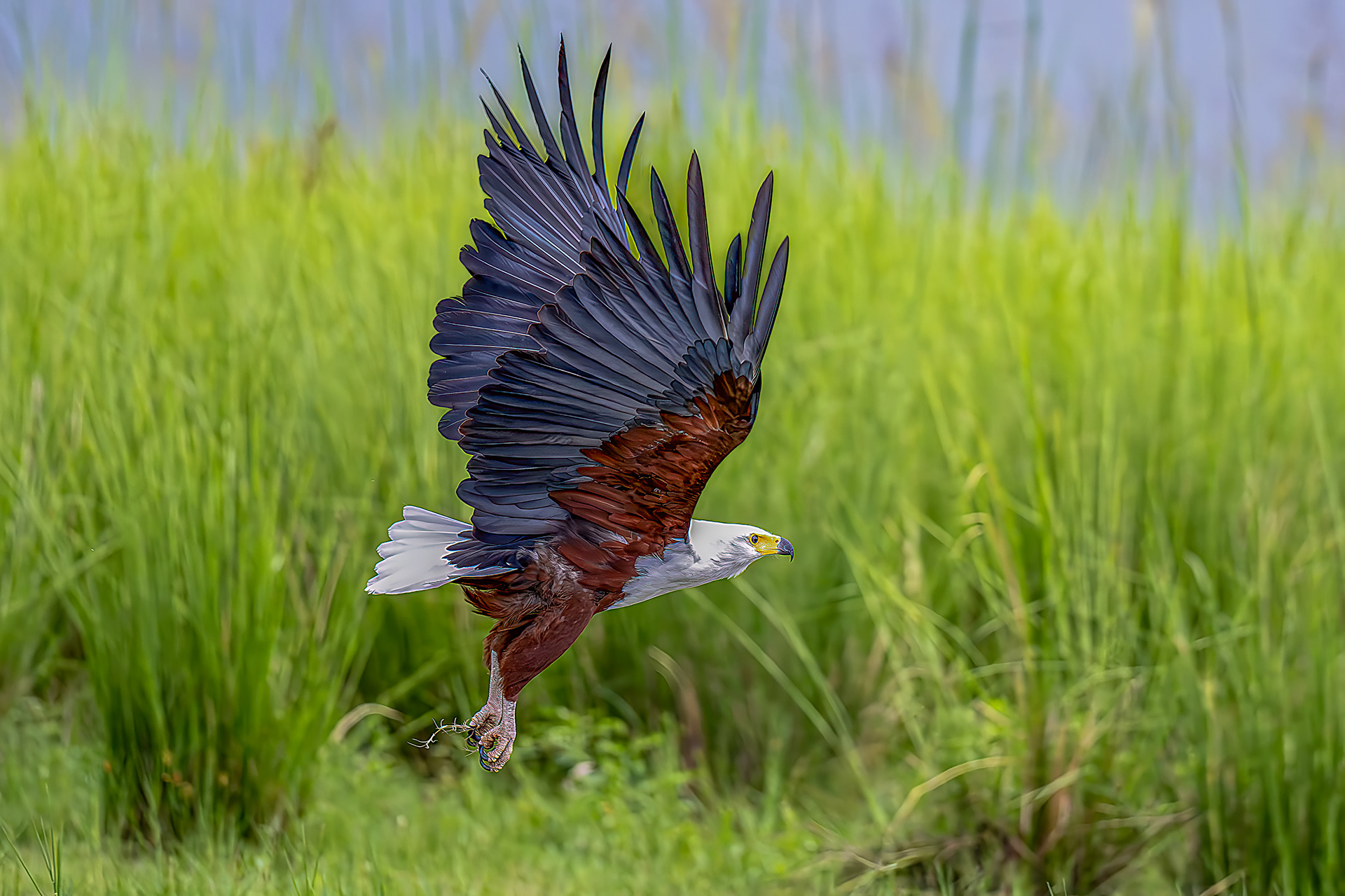 African Fish Eagle Lifting Off