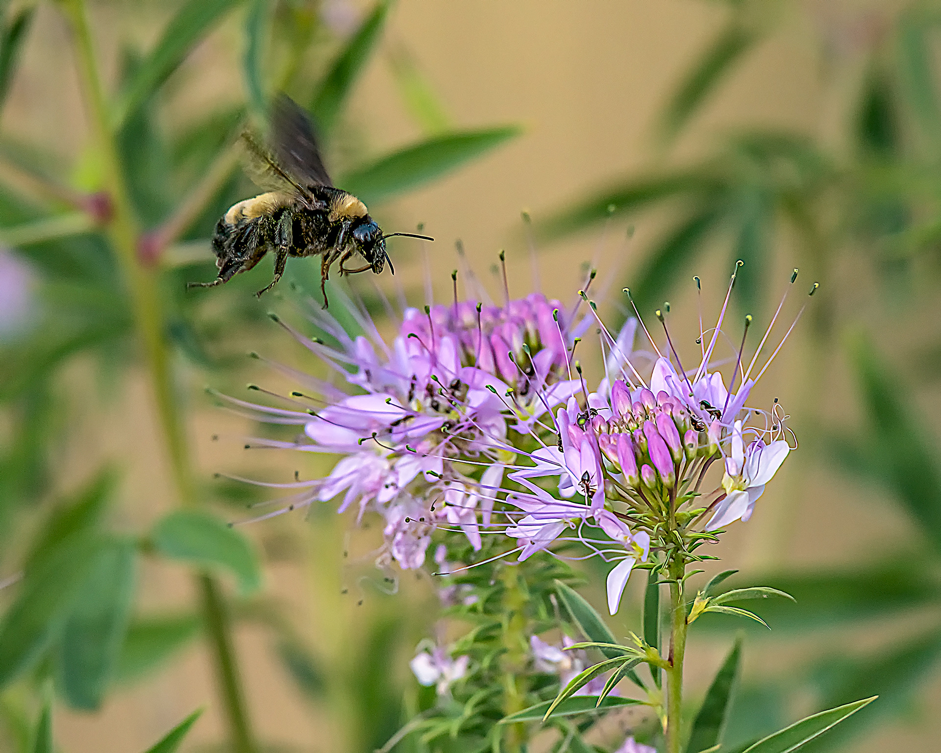 Mountain Bee Plant and Bee