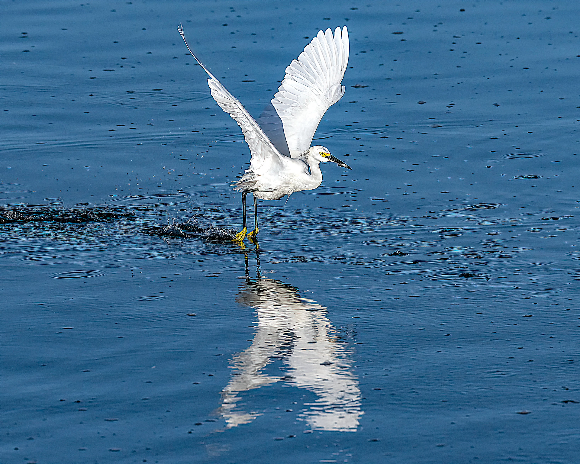 Snowy Egret