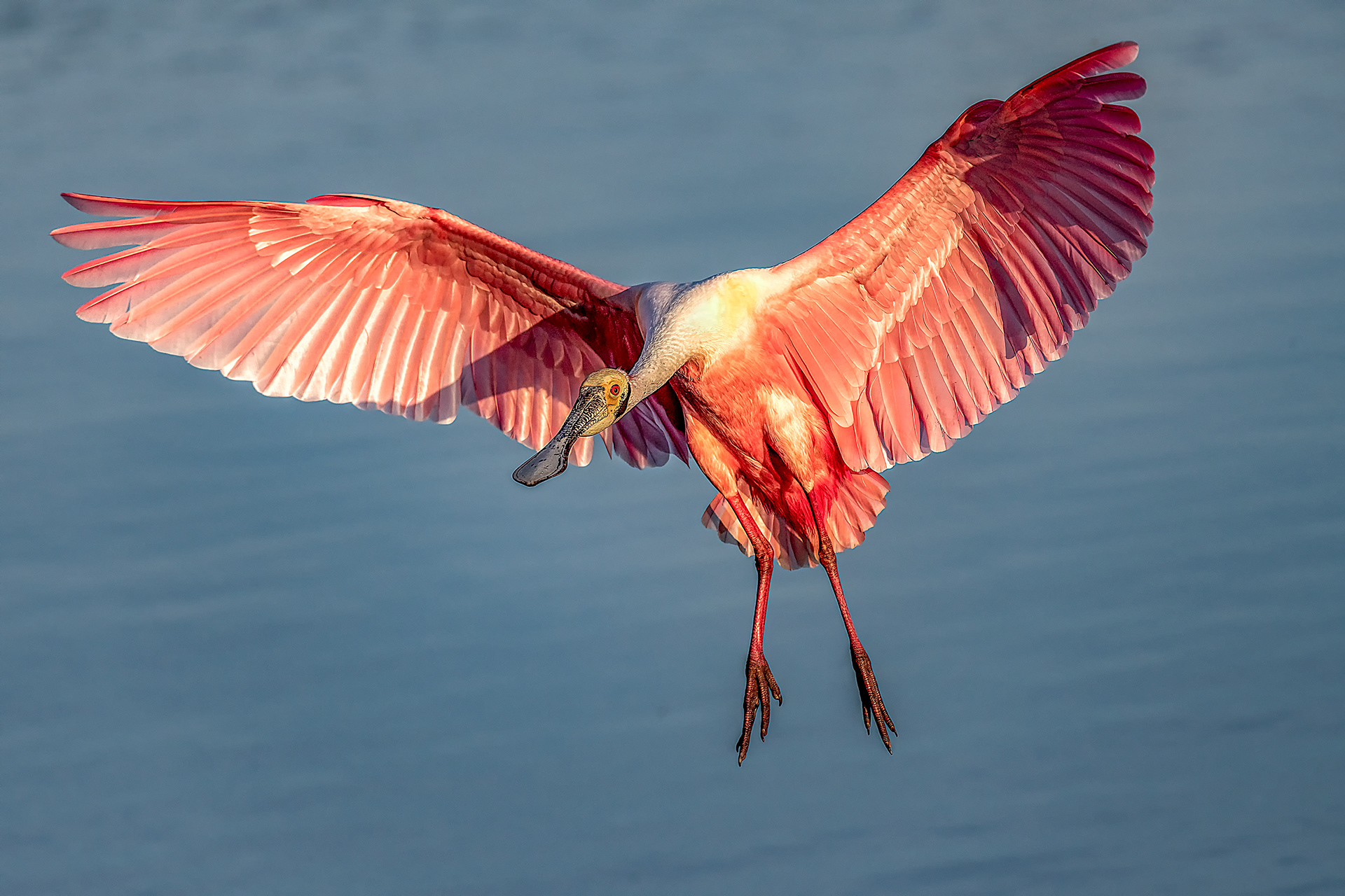 Roseate Spoonbill Comming in for a Landing