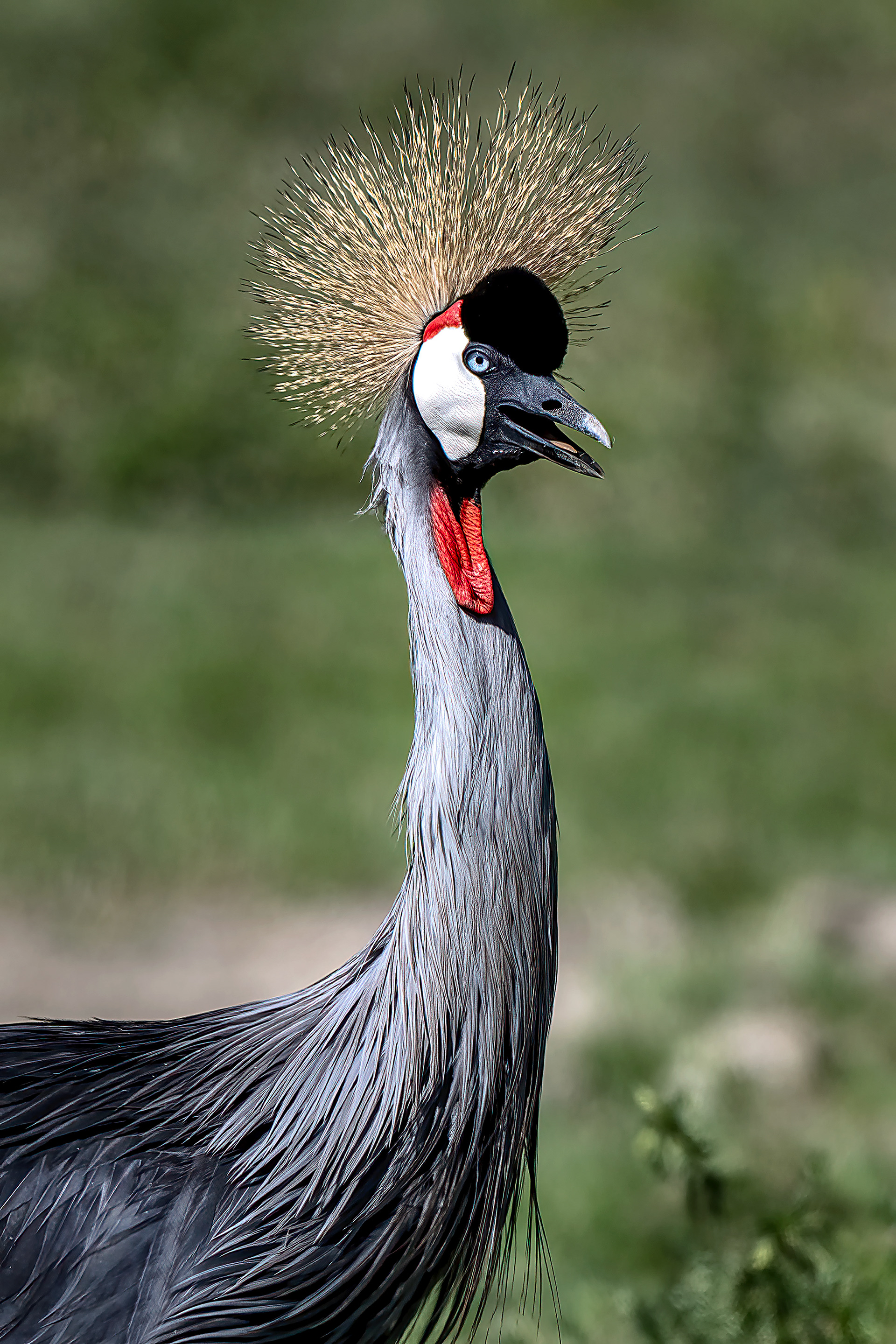 Grey Crowned Crane