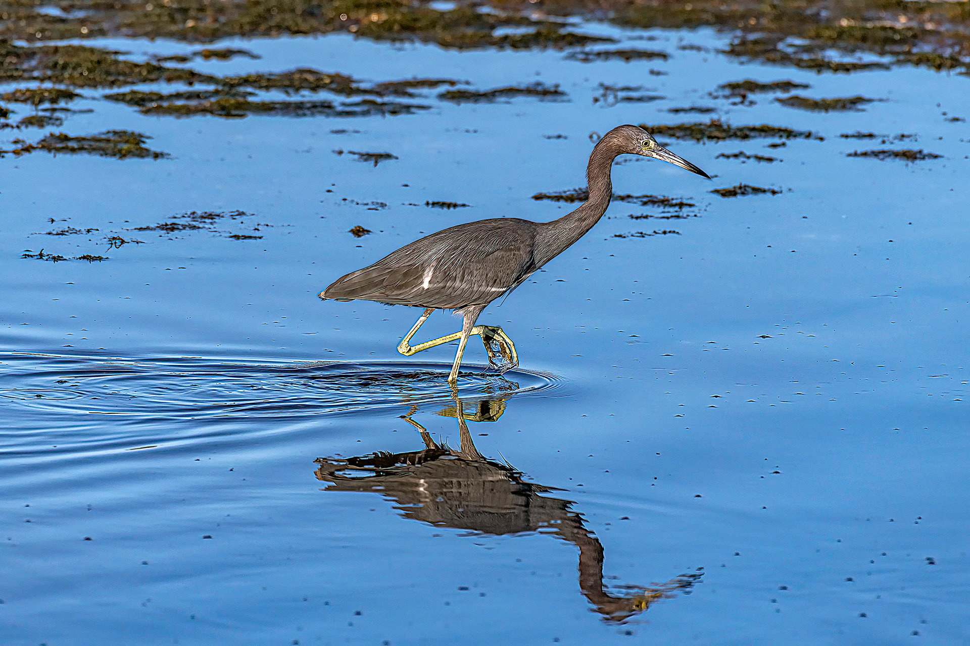 Little Blue Heron