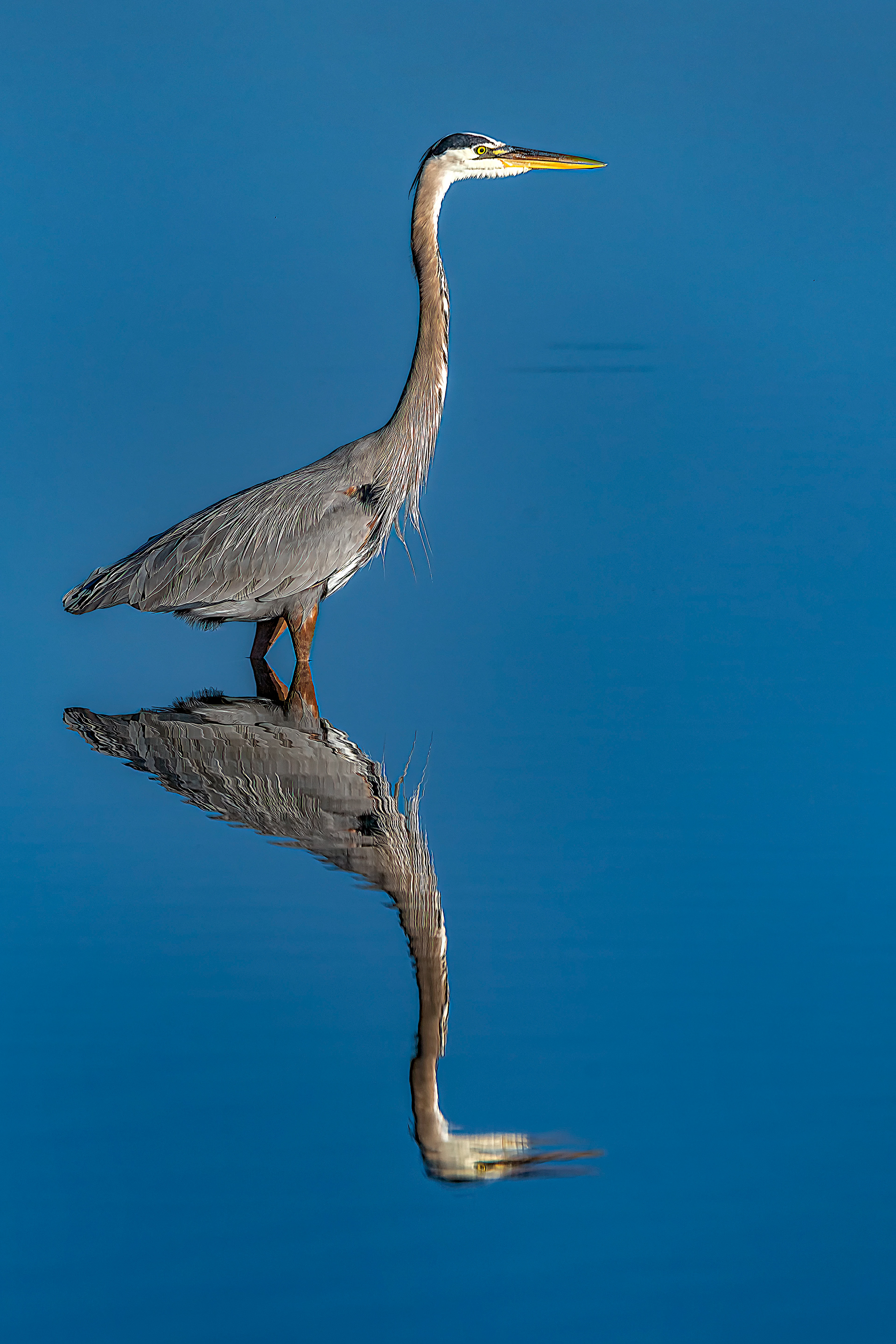 Great Blue Heron
