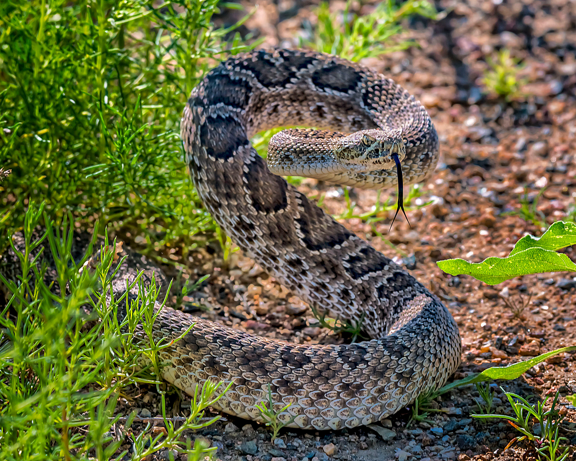 Mountain Rattlesnake