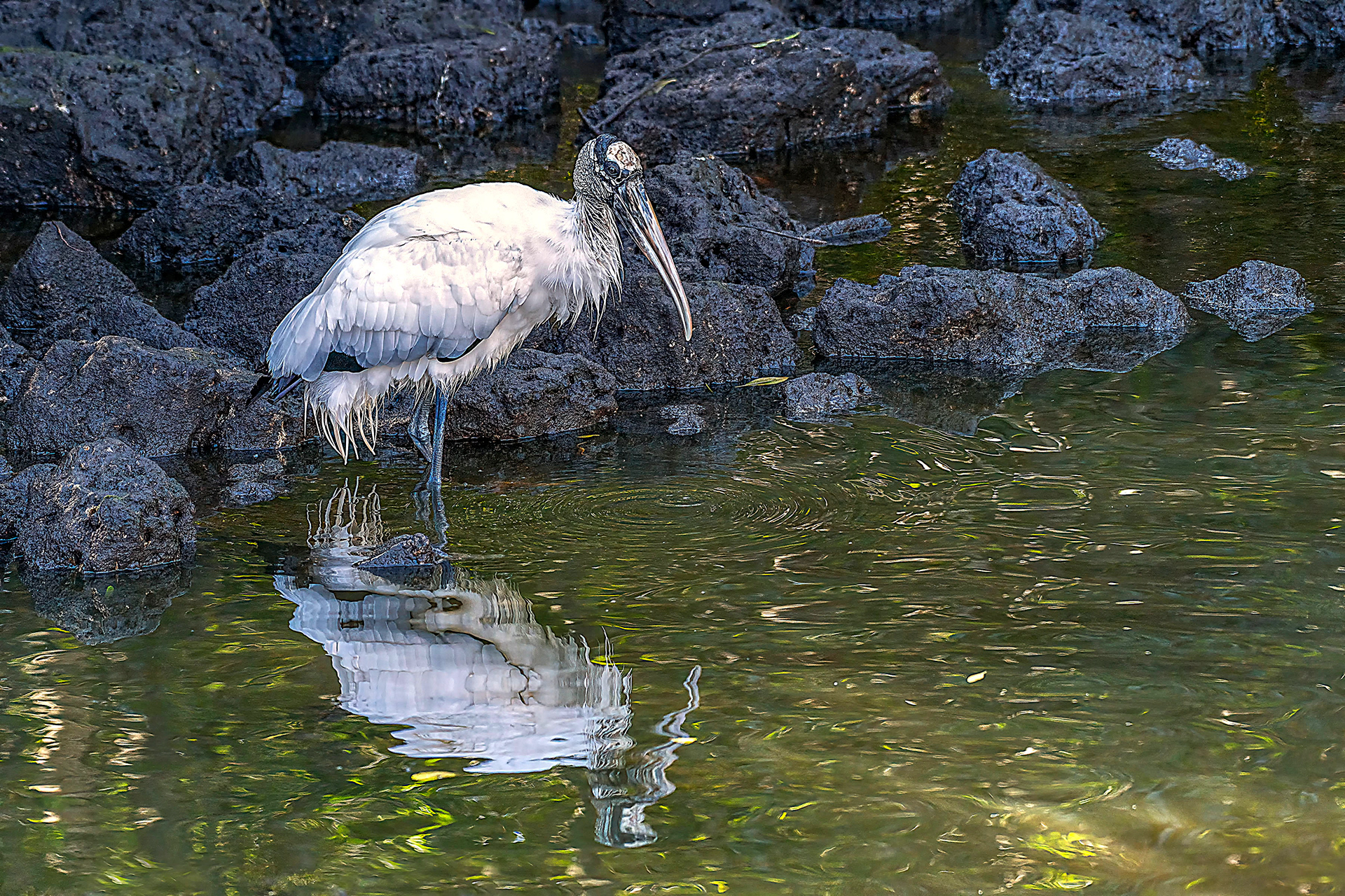 Wood Stork