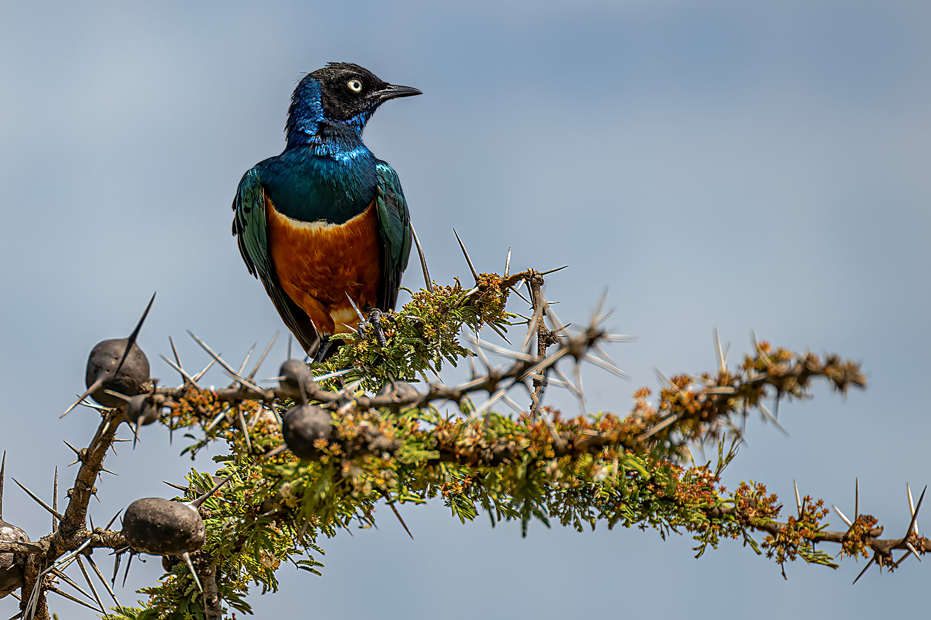 Superb Starling
