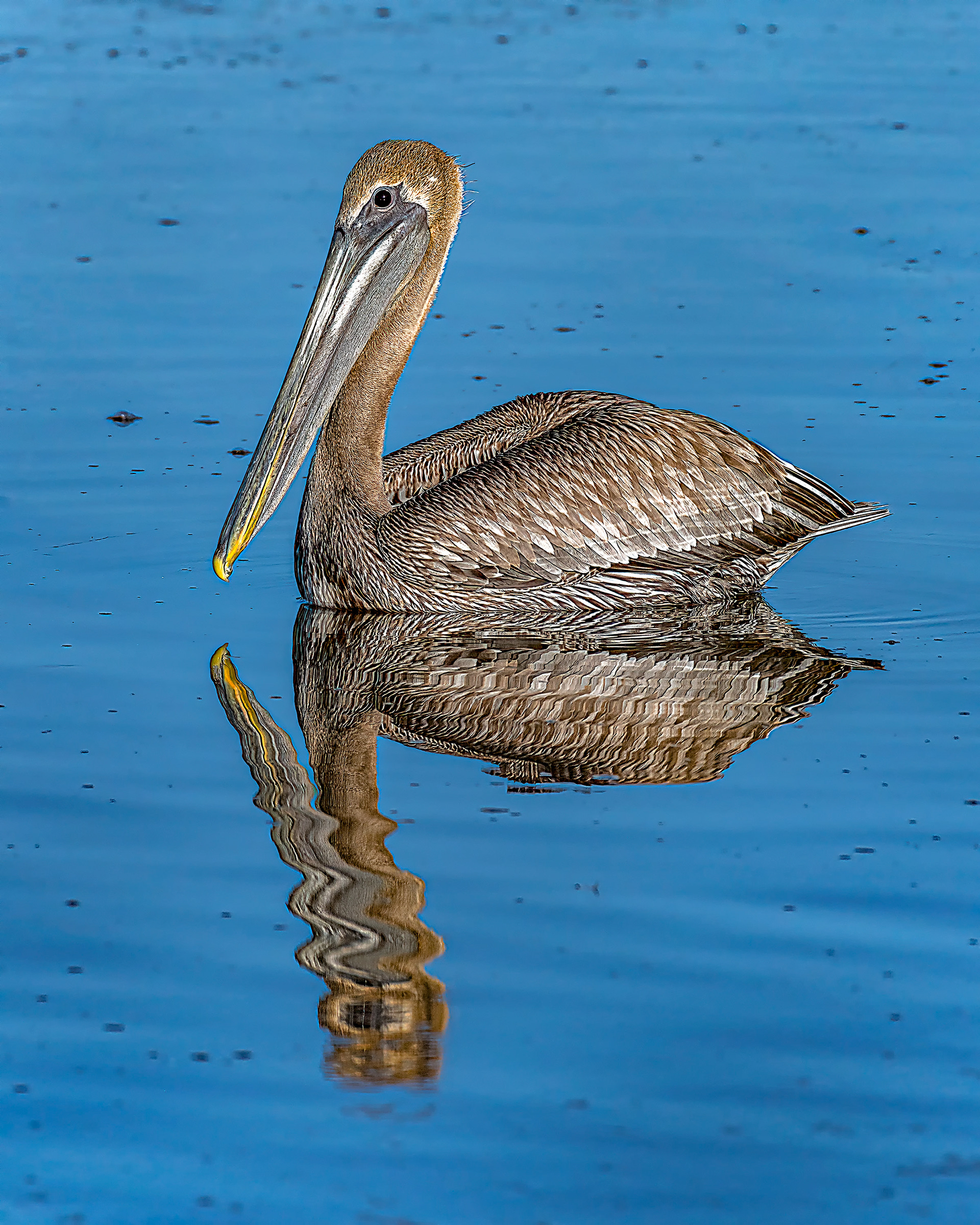 Brown Pelican
