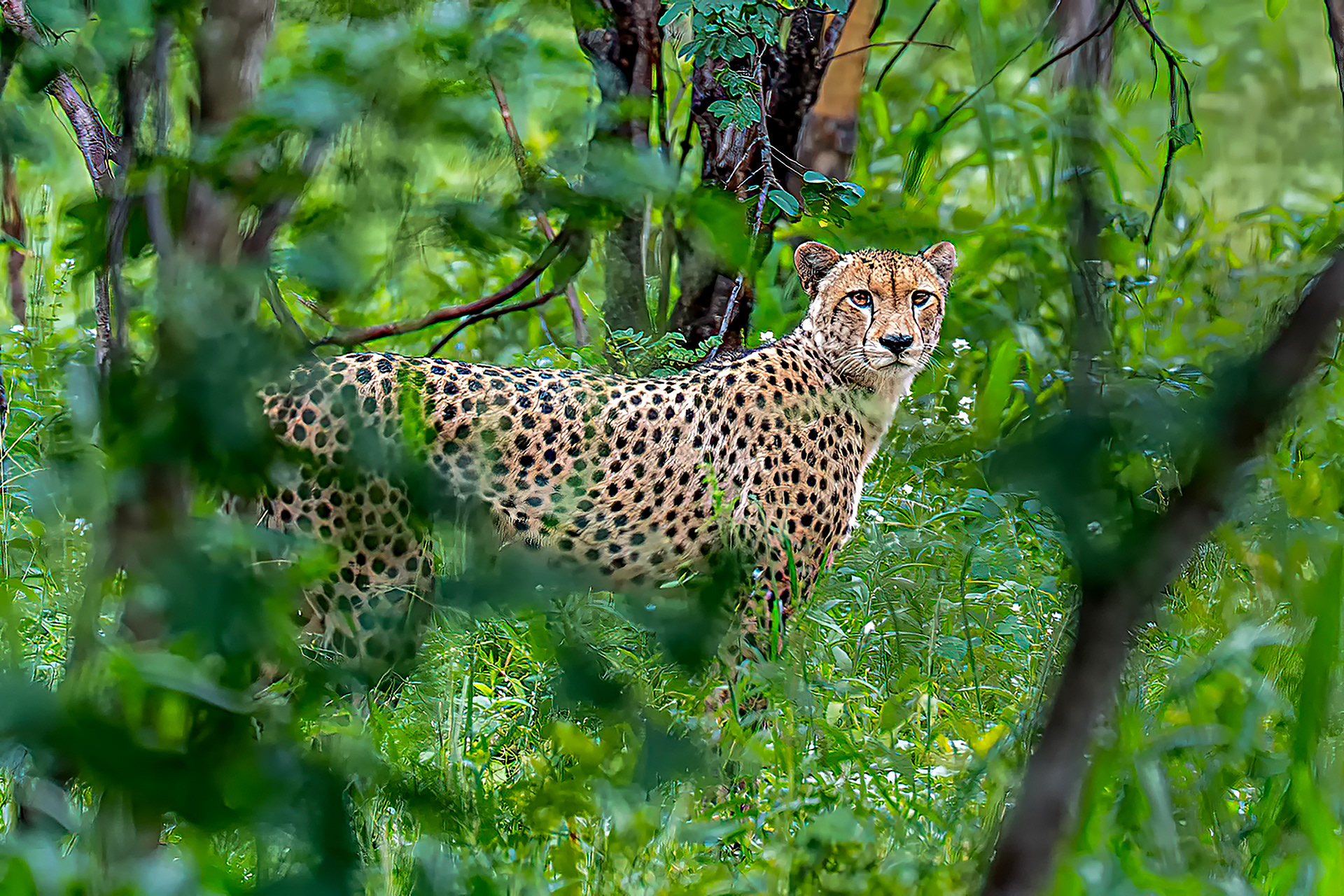 Cheetah on the Prowl