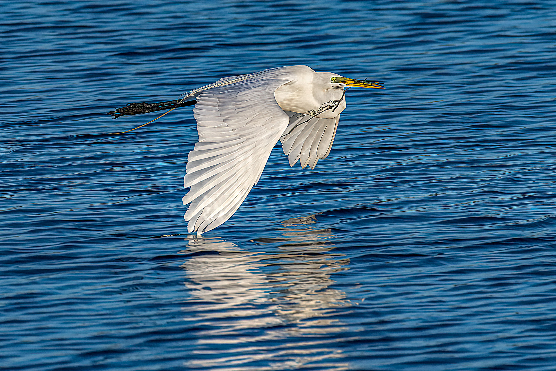 Great Egret on the Wing