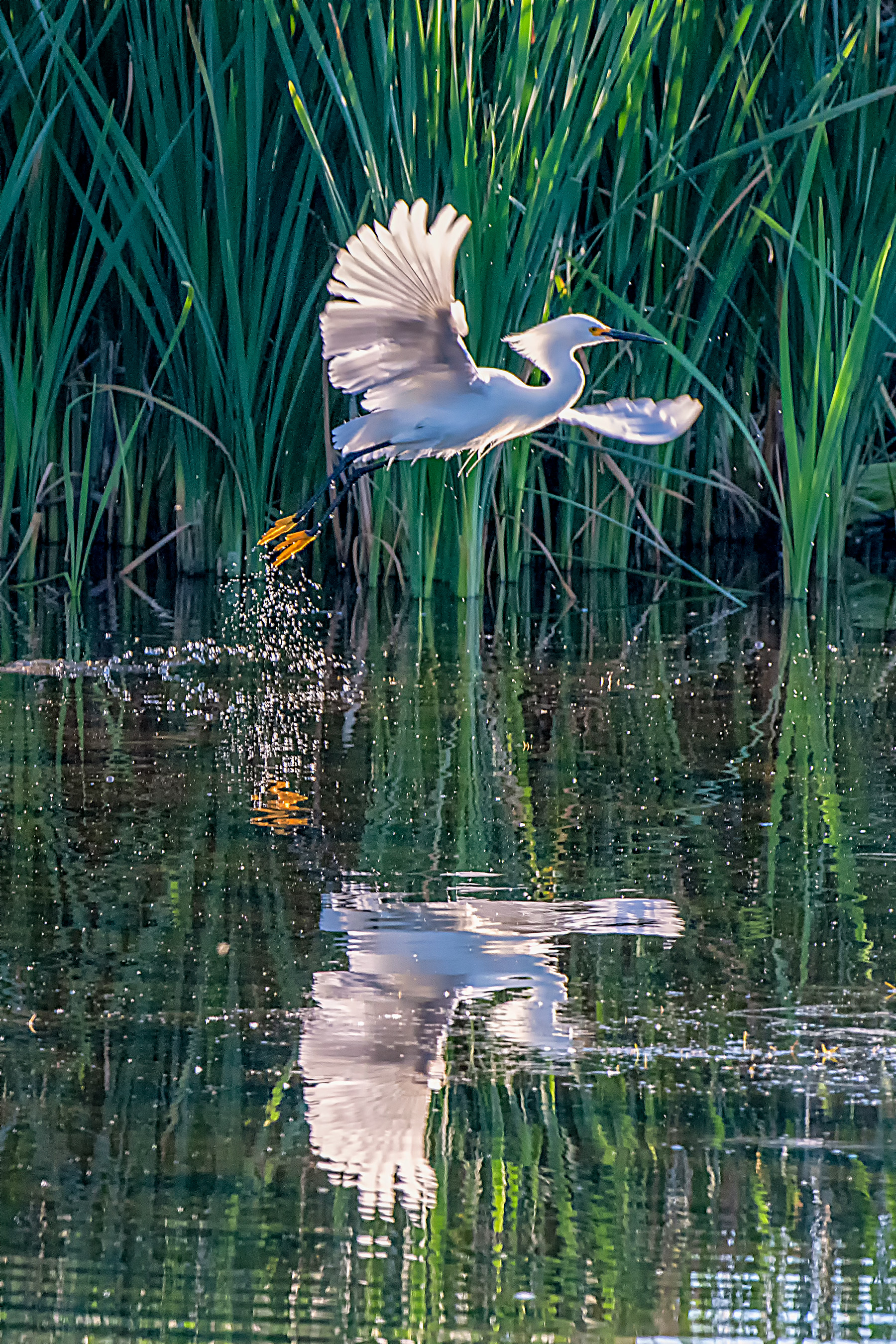 Snowy Egret