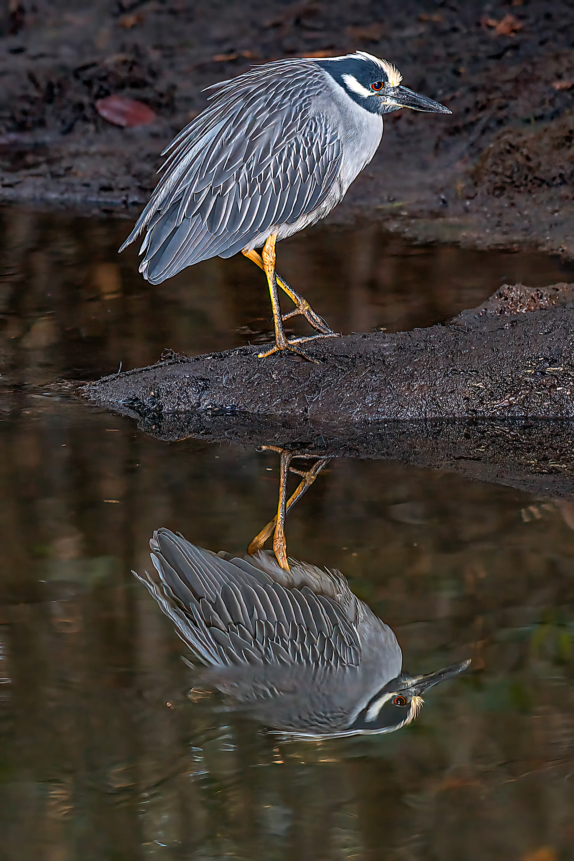 Yellow Crowned Night Heron