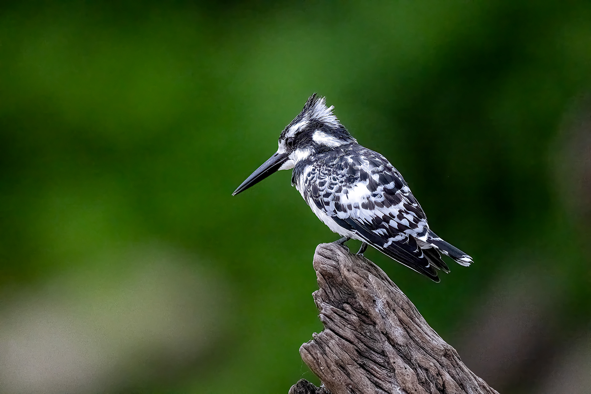 Pied Kingfisher