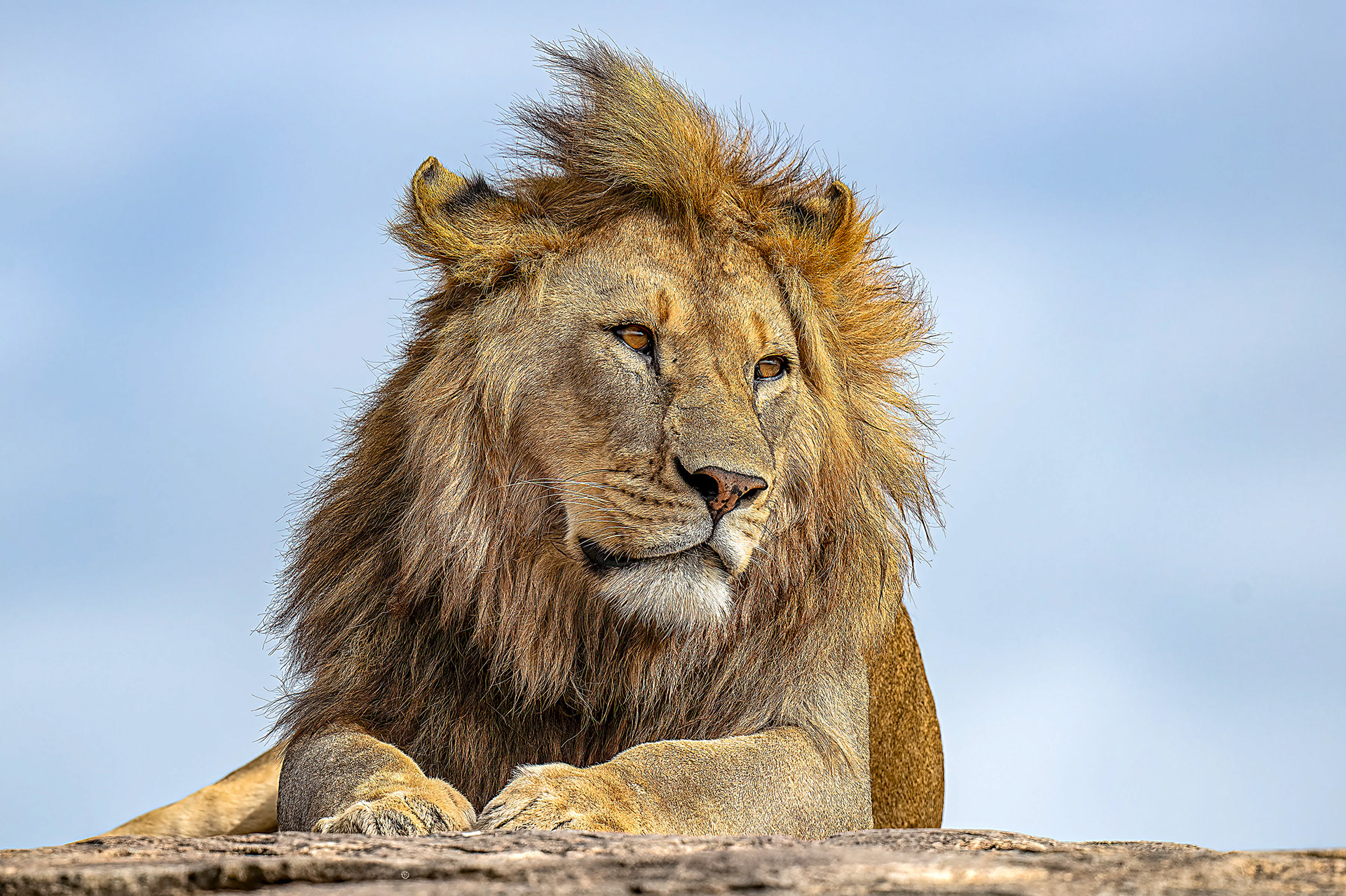 Young Male Lion