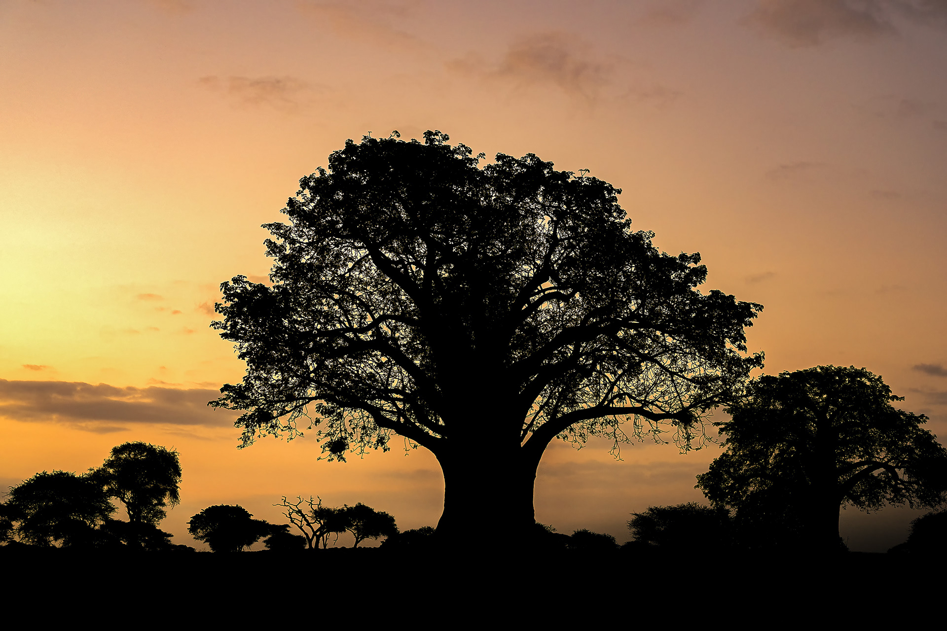 Baobab Tree Sunrise