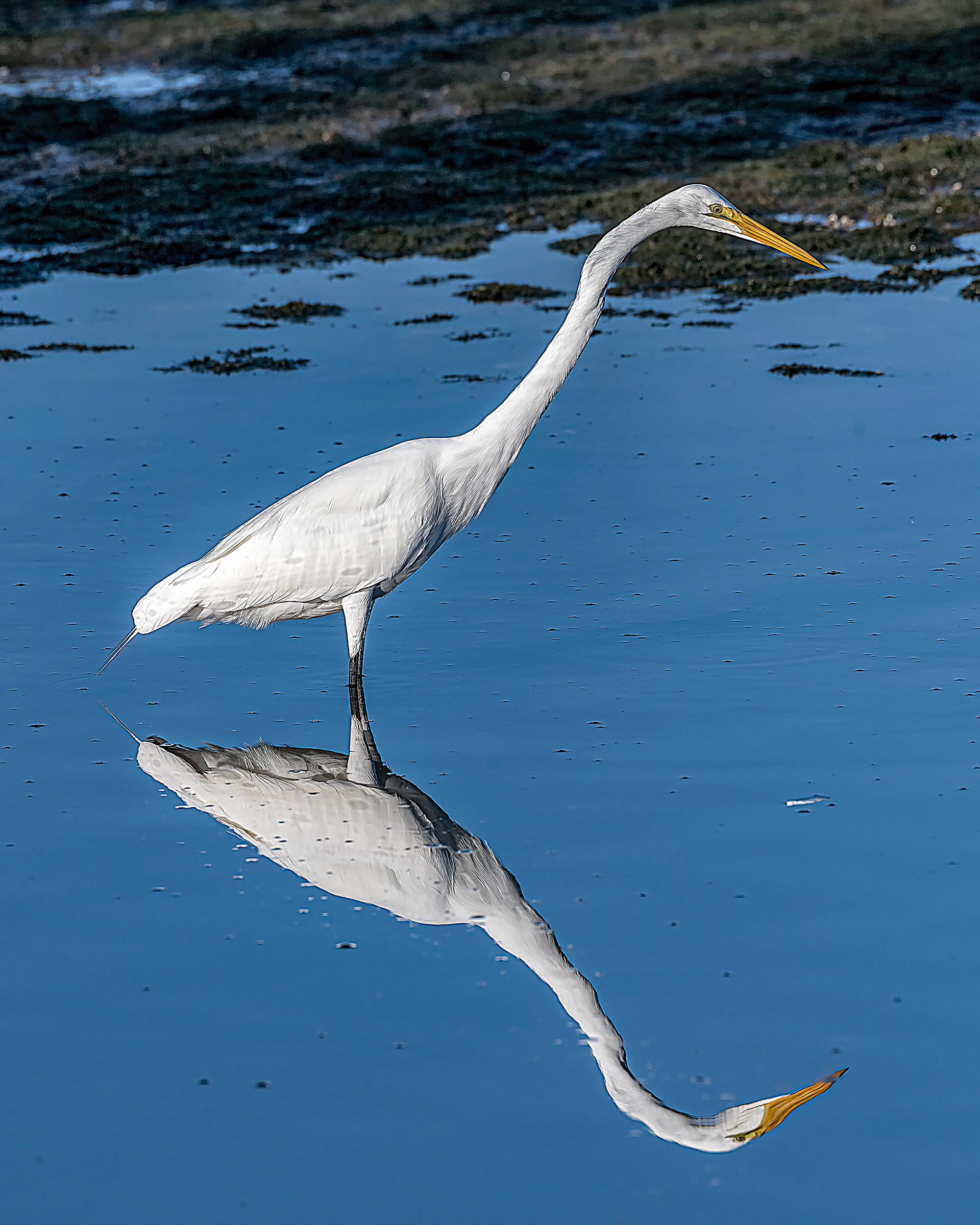 Great Egret