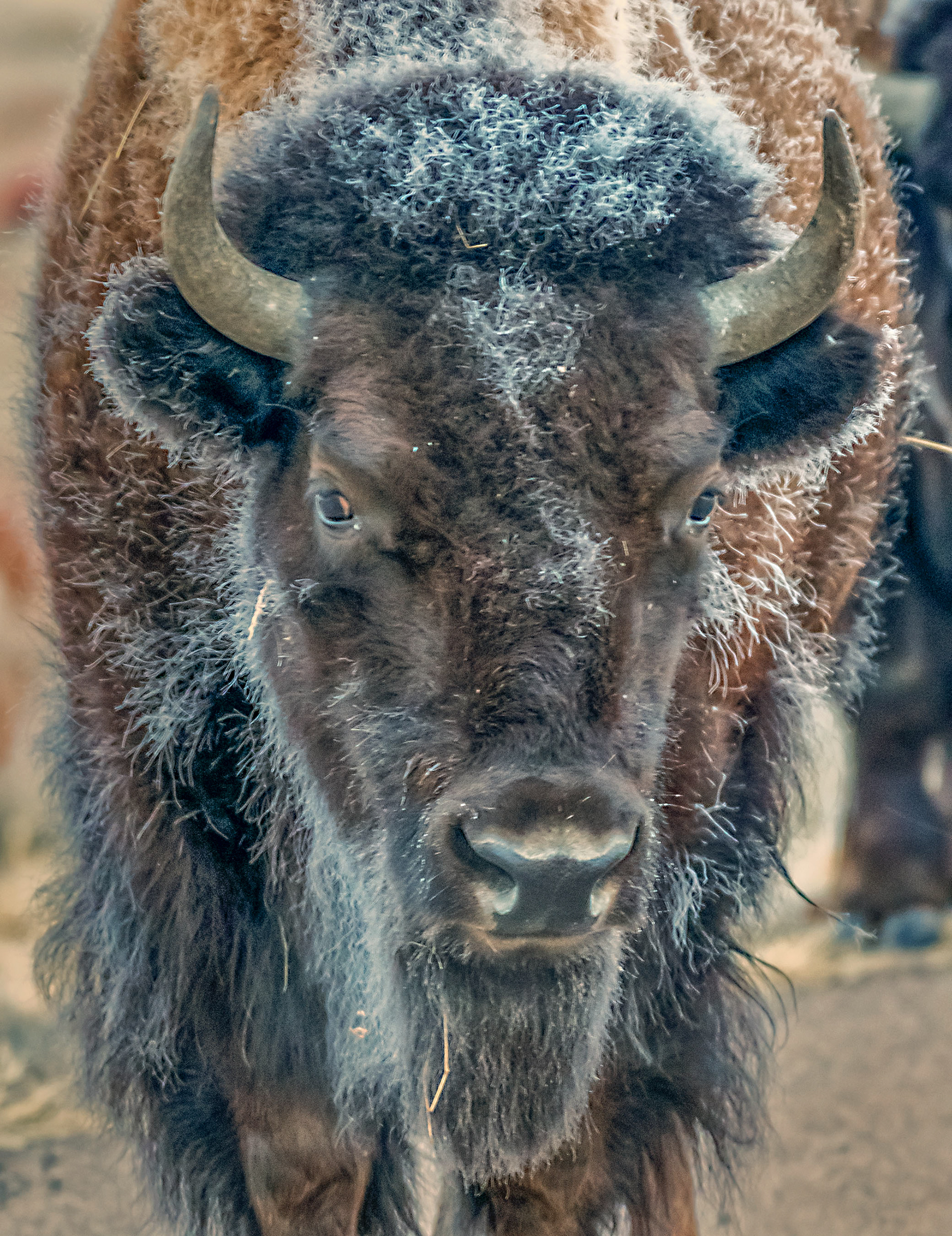 Frosty Bison