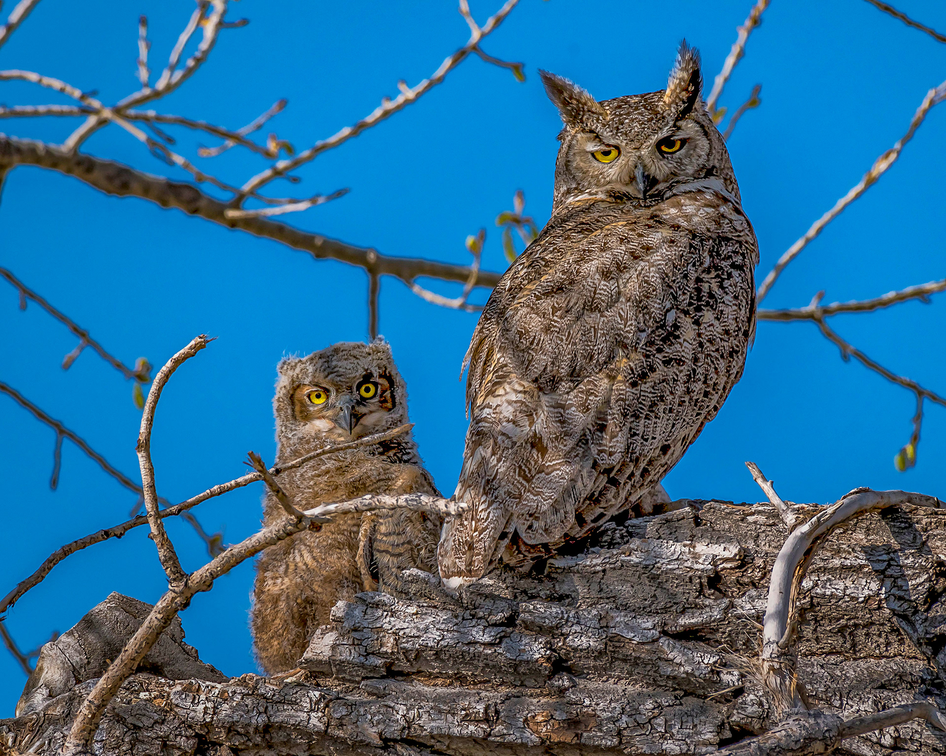 GReat Horned Owl and Chick