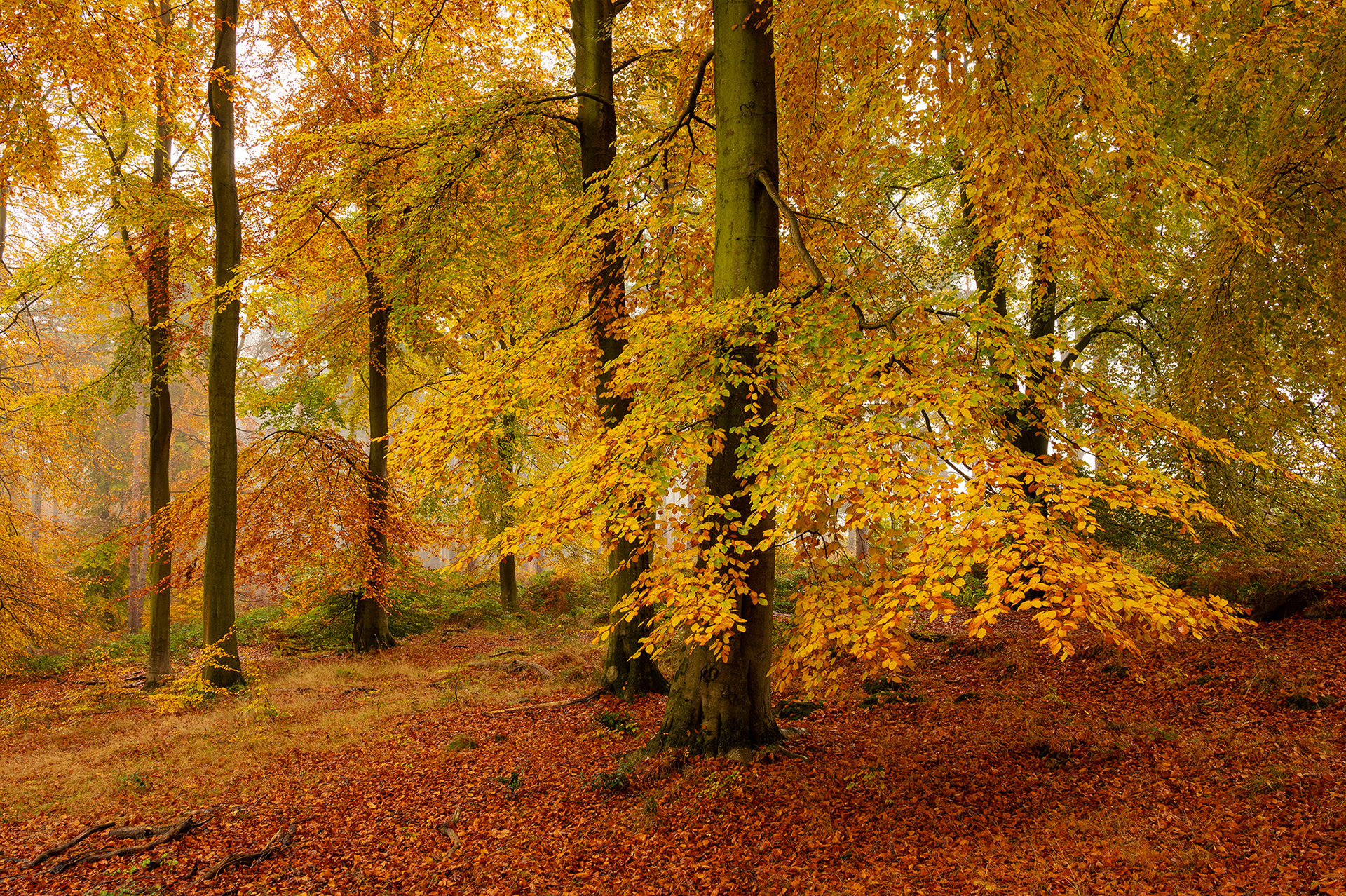 Cannock Chase National Landscape