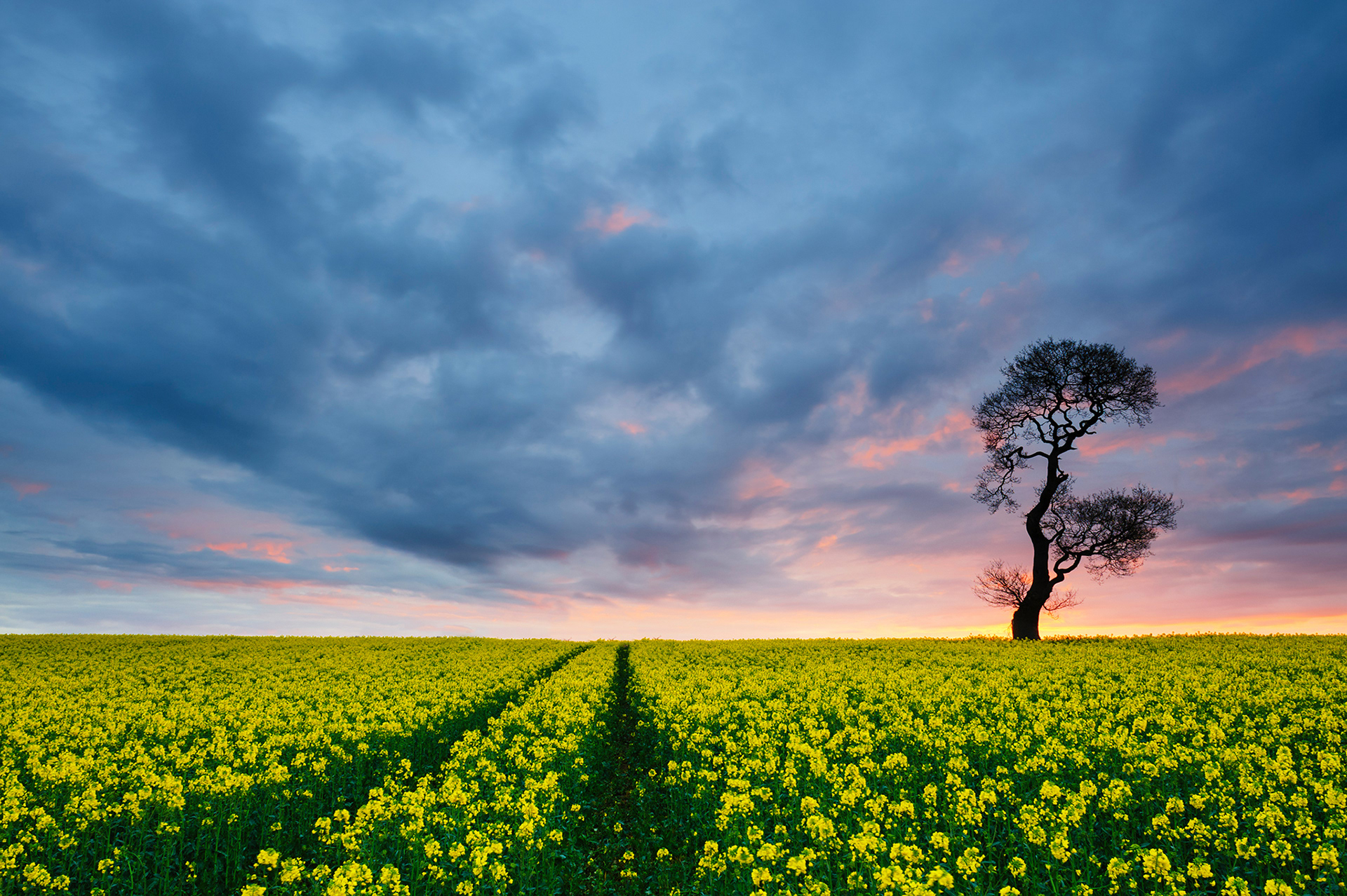 Oilseed Field, Staffordshire