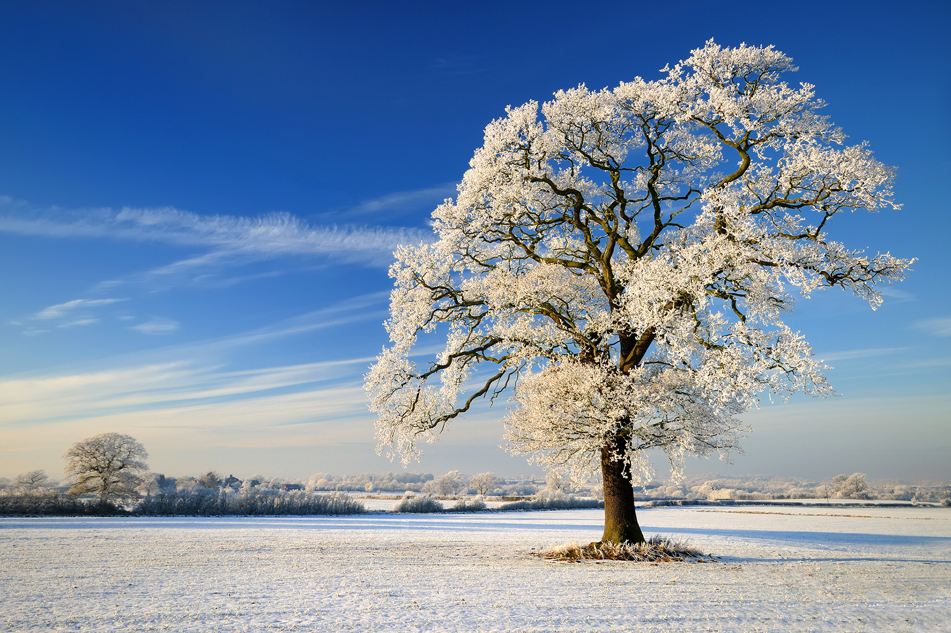 Winter Tree, Staffordshire