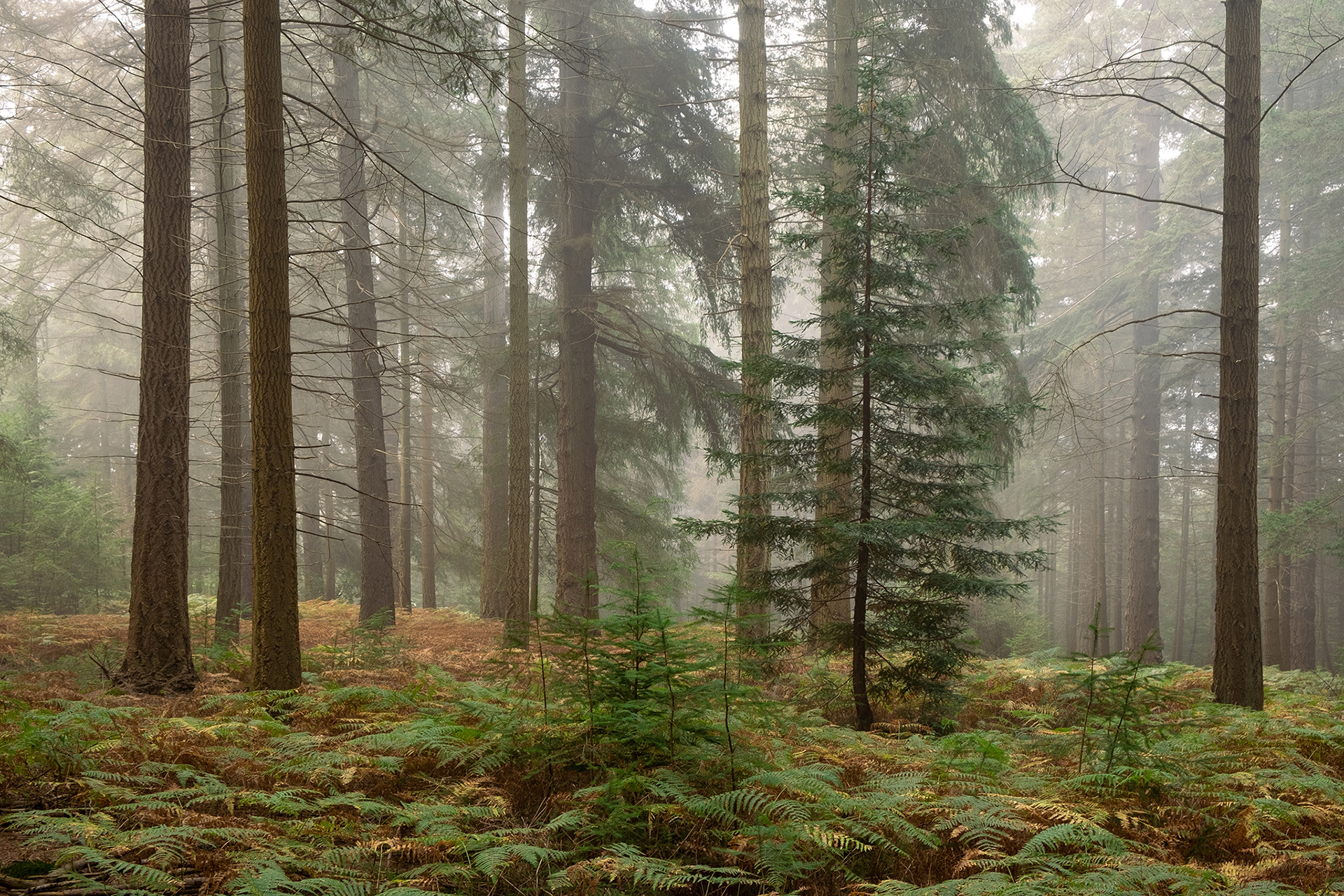 New Forest National Park