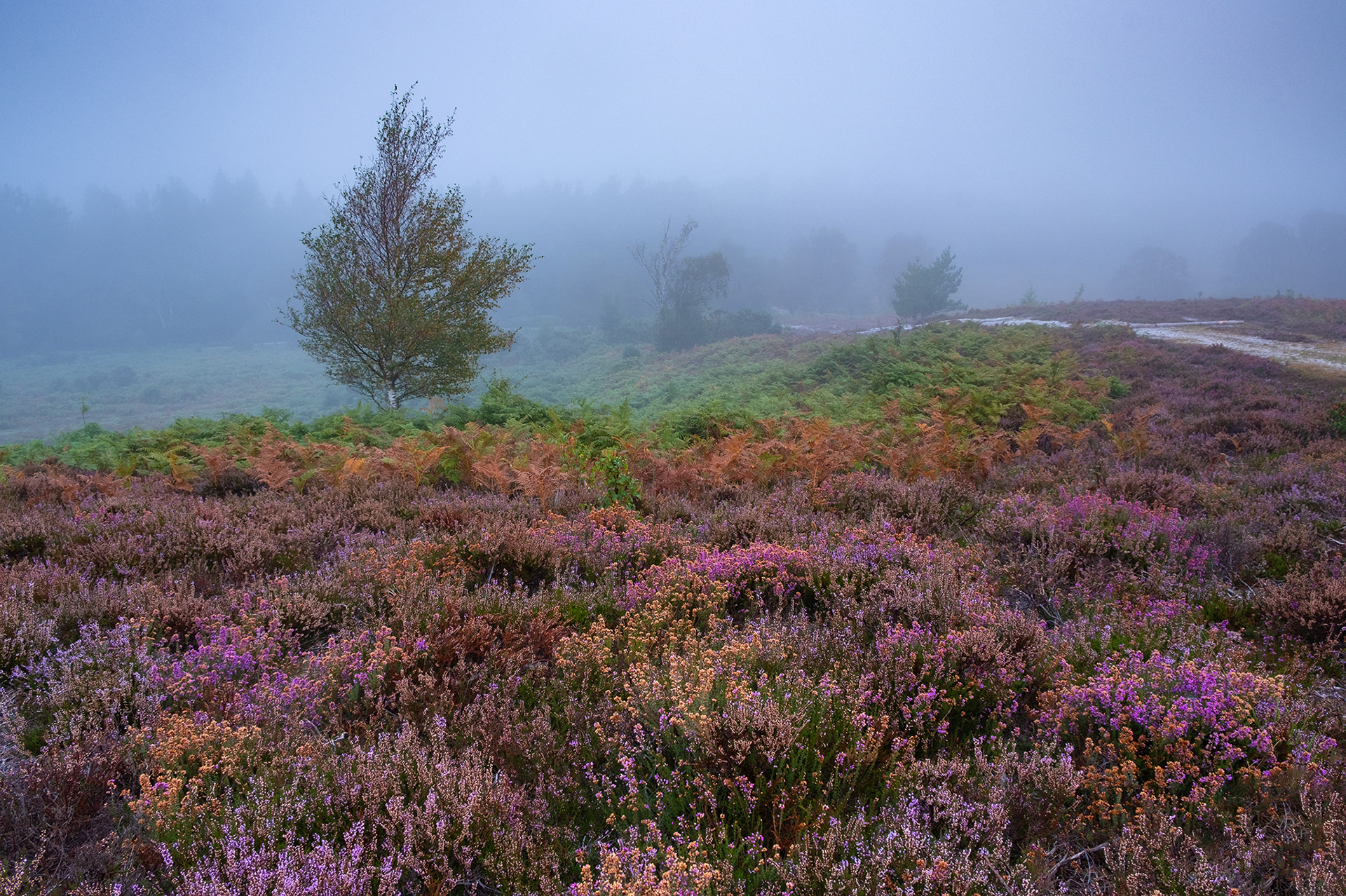 Rockford Common, New Forest National Park