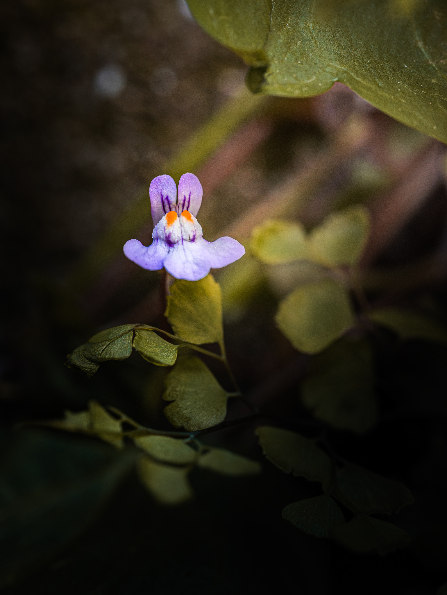 Gros plan sur une fleur de la Capillaire de Montpellier