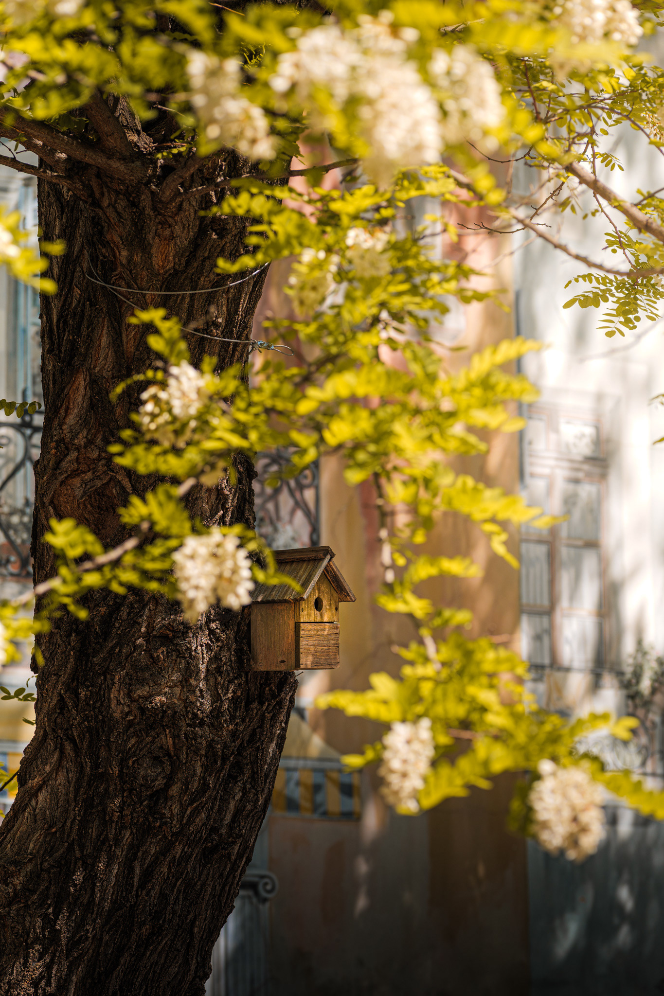 Nichoir installé sur un arbre en ville lors de la balade urbaine