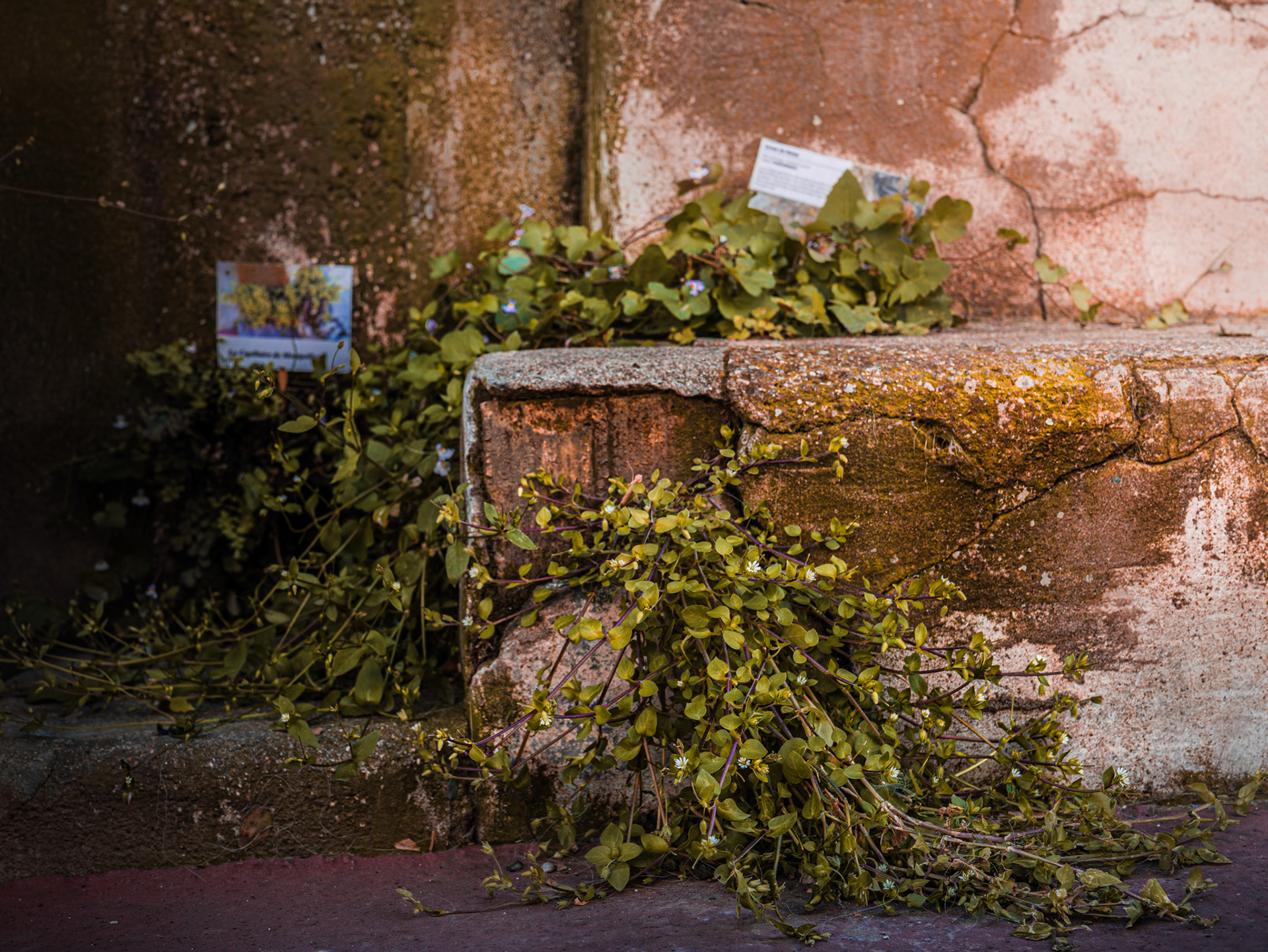 Capillaire de Montpellier colonisant le pied des murs