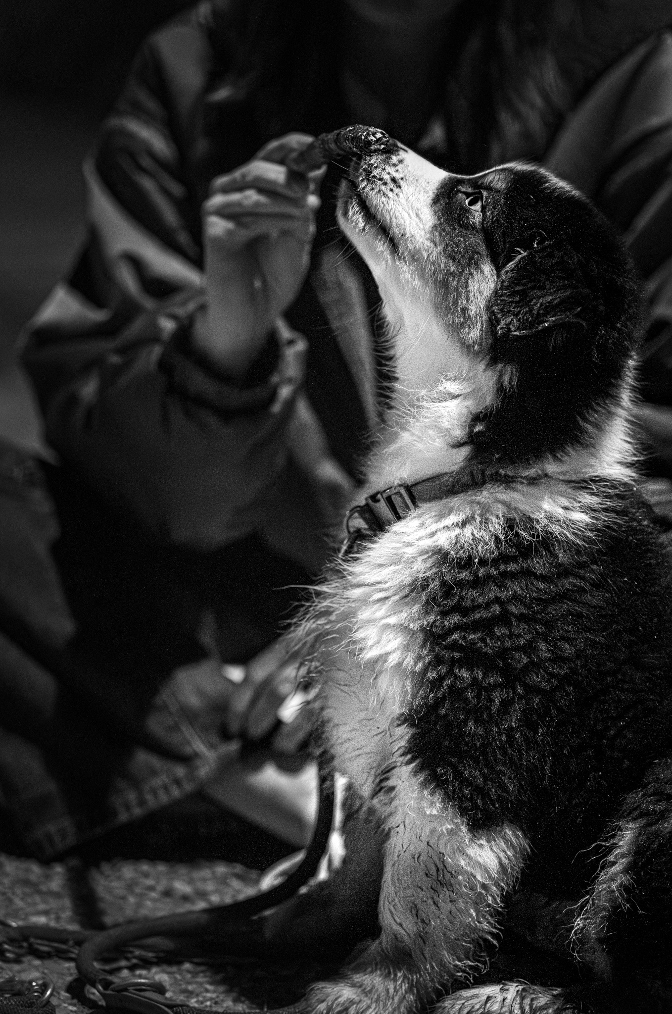 Regard capturé de Baksy levant la tête vers Emma