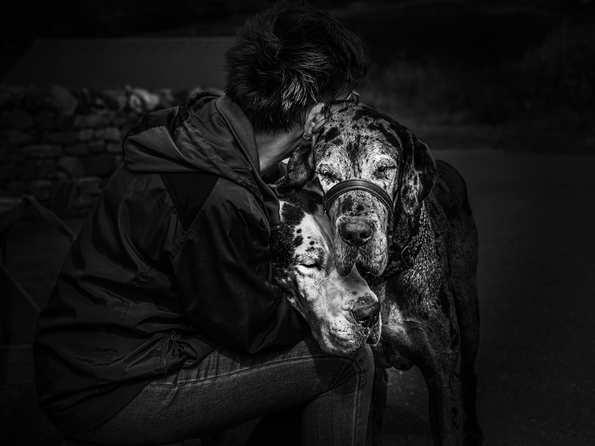 Moment de tendresse entre deux dogues allemenands et leur maîtresse