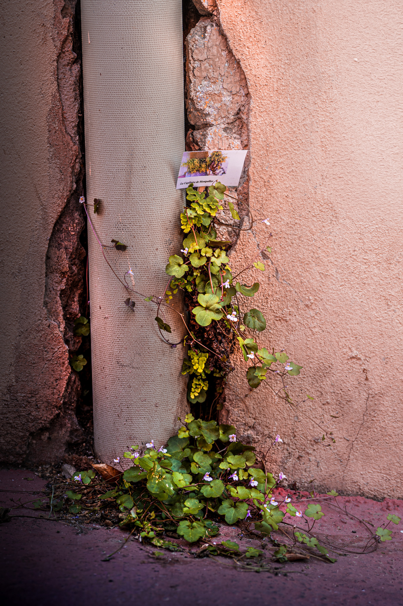 Flore spontanée s'épanouissant dans les interstices des trottoirs
