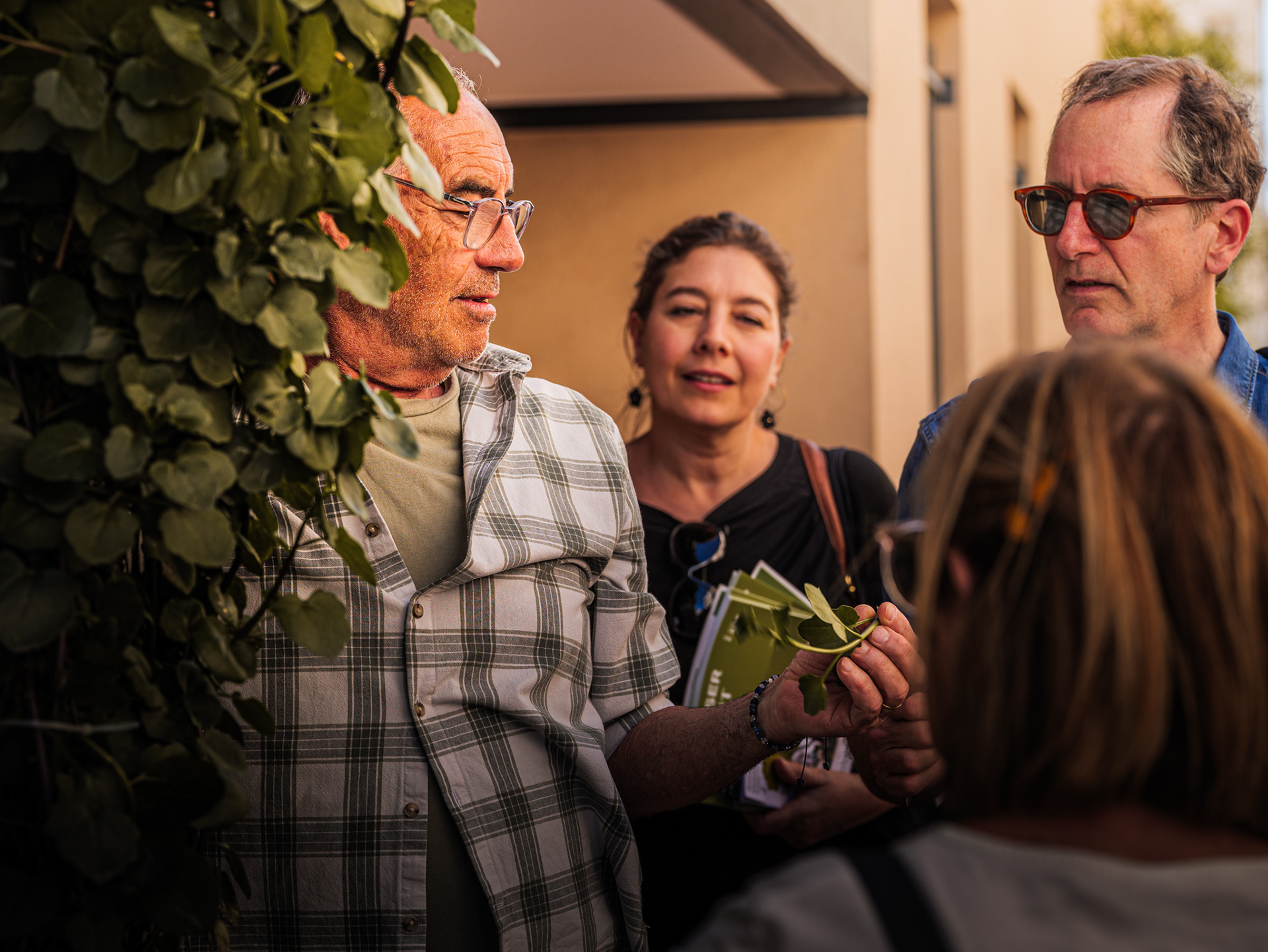 Observation de près d'une plante grimpante sur une façade