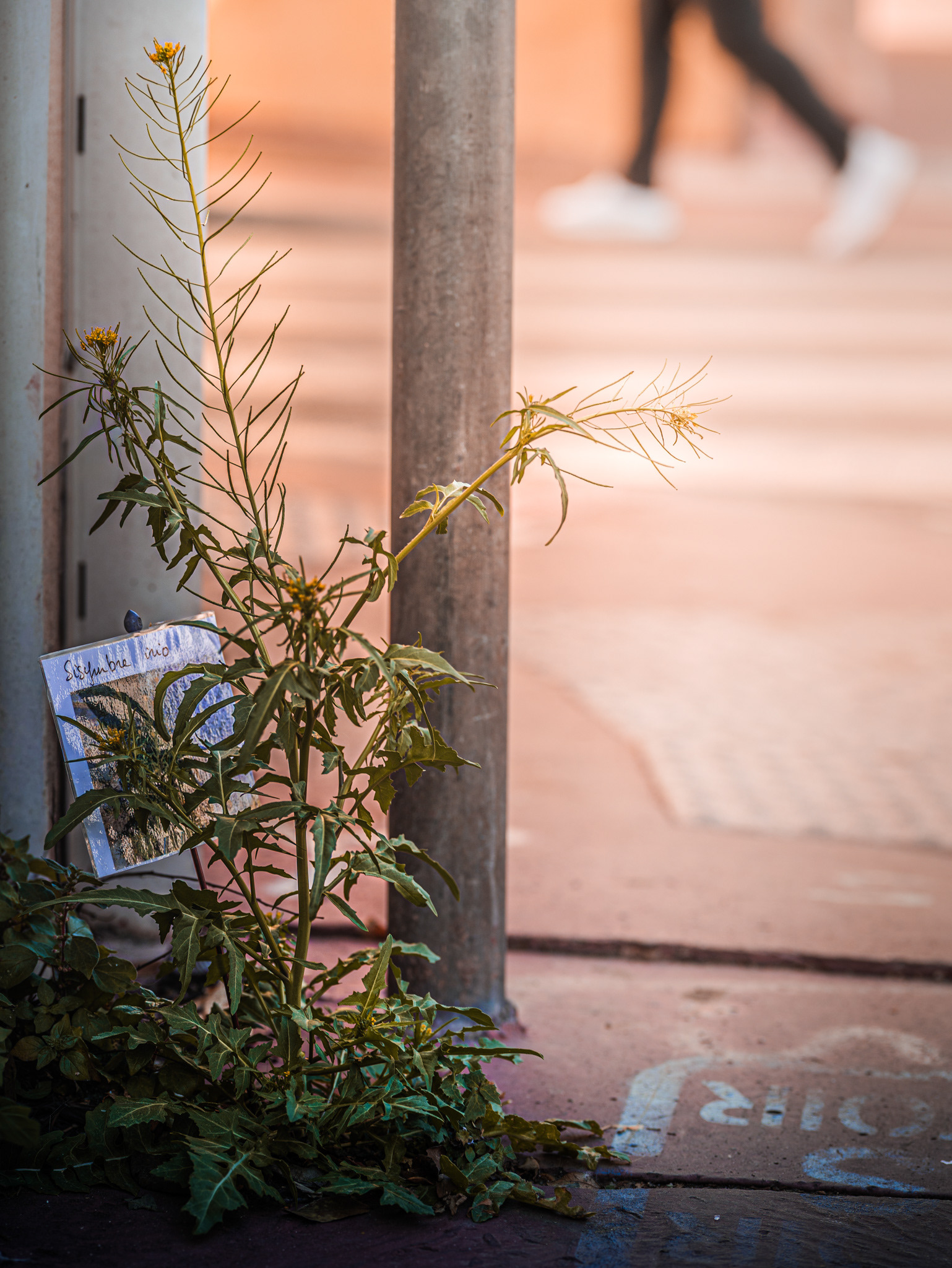 Inventaire de la nature en ville réalisé par des bénévoles d'une association de quartier