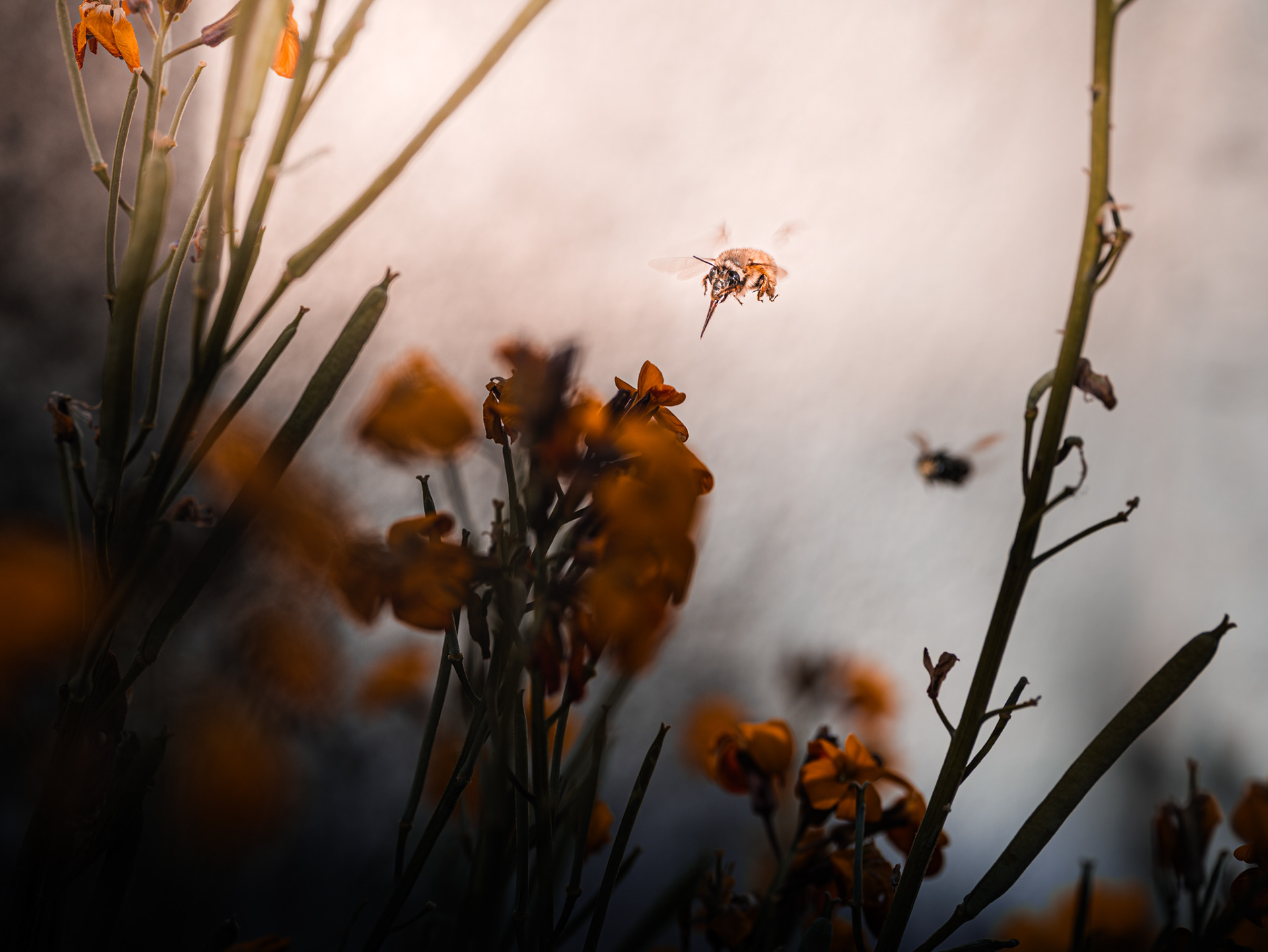 Abeille en plein vol sur une fleur en milieu urbain