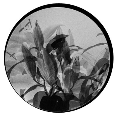 How do these flowers move over time? 