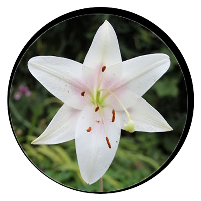 How is this flower constructed? 