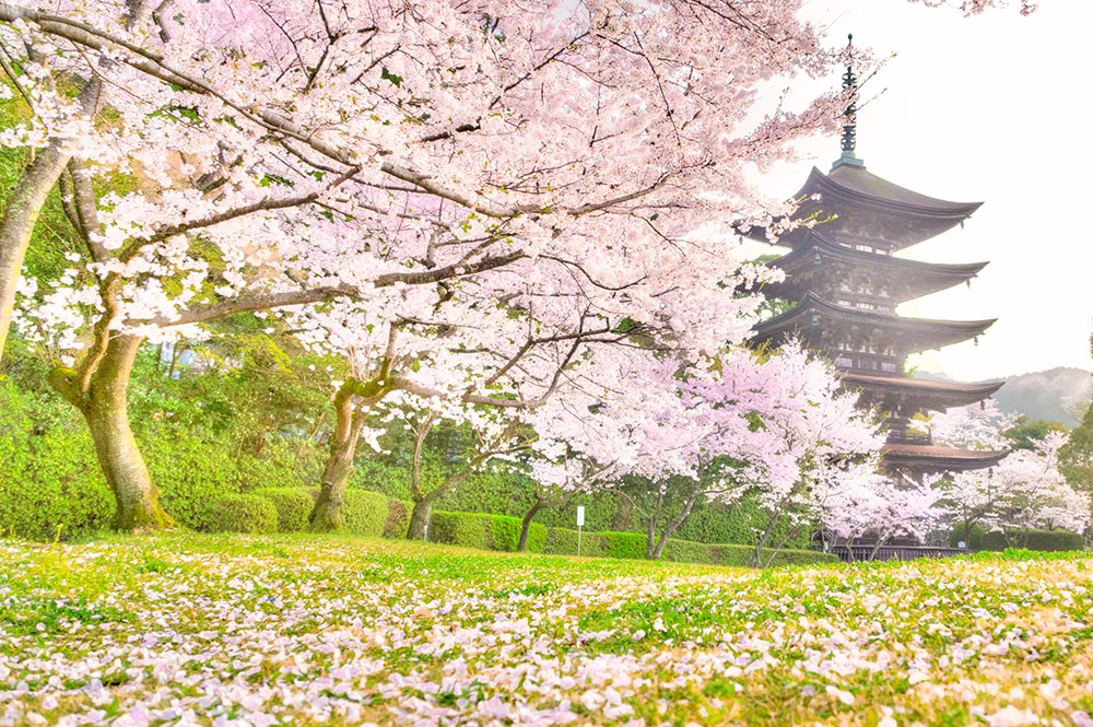 瑠璃光寺 五重塔