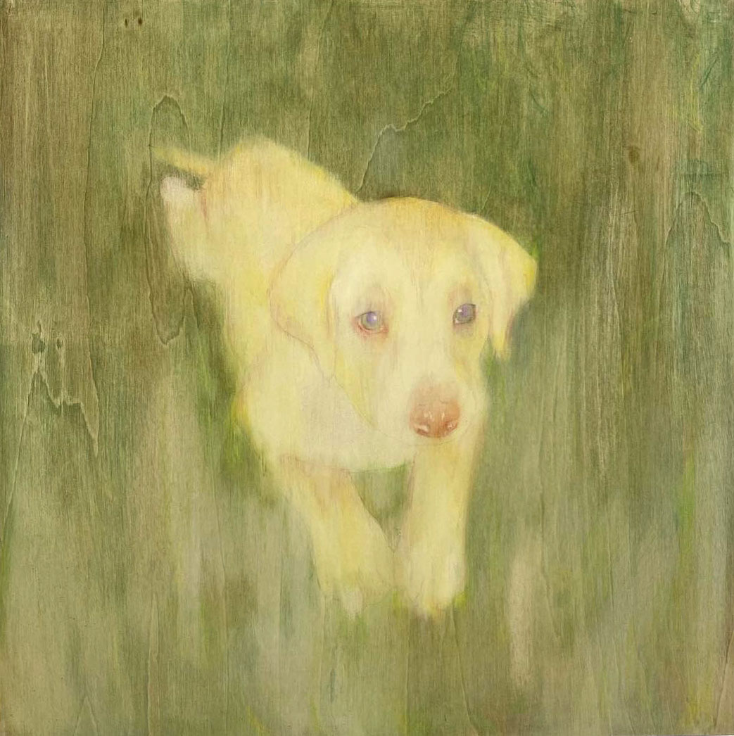 Yellow Dog