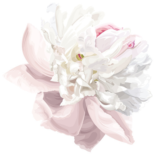 A painted picture of a soft blush pink and white peony flower